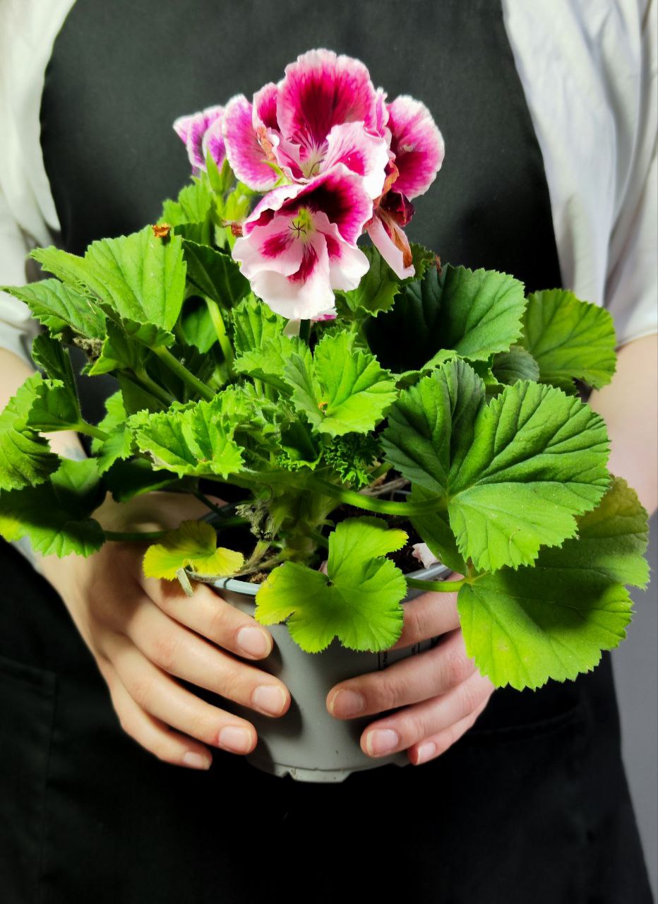 Герань, или Пеларгония Крупноцветковая (Pelargonium Grandiflorum) D12см