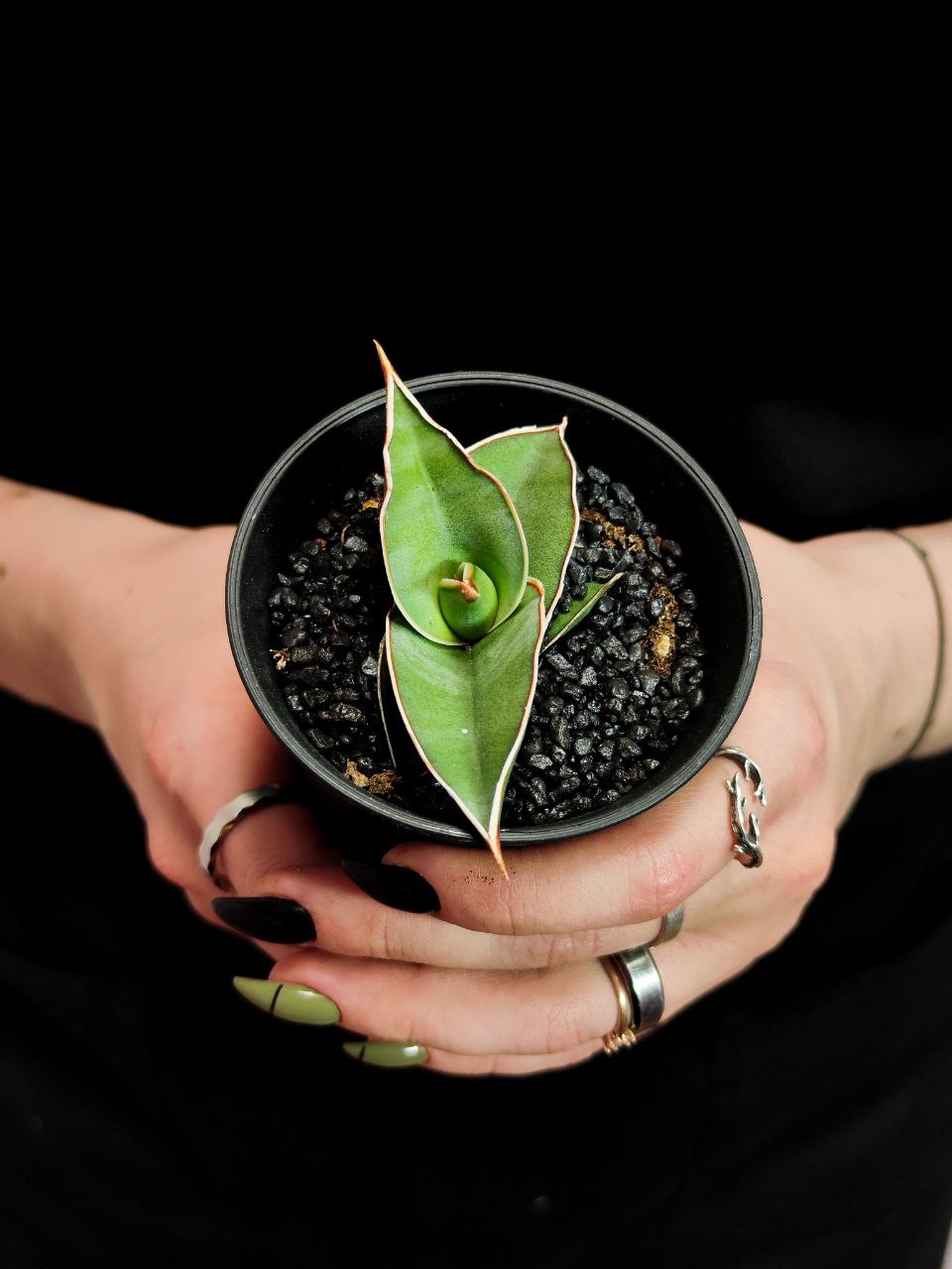 Сансевиерия Альмонд Сильвер (Sansevieria Almond Silver) D7,5см