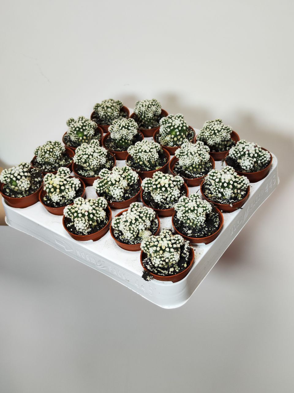 Маммиллярия Грацилис (Mammillaria Gracilis) D5см