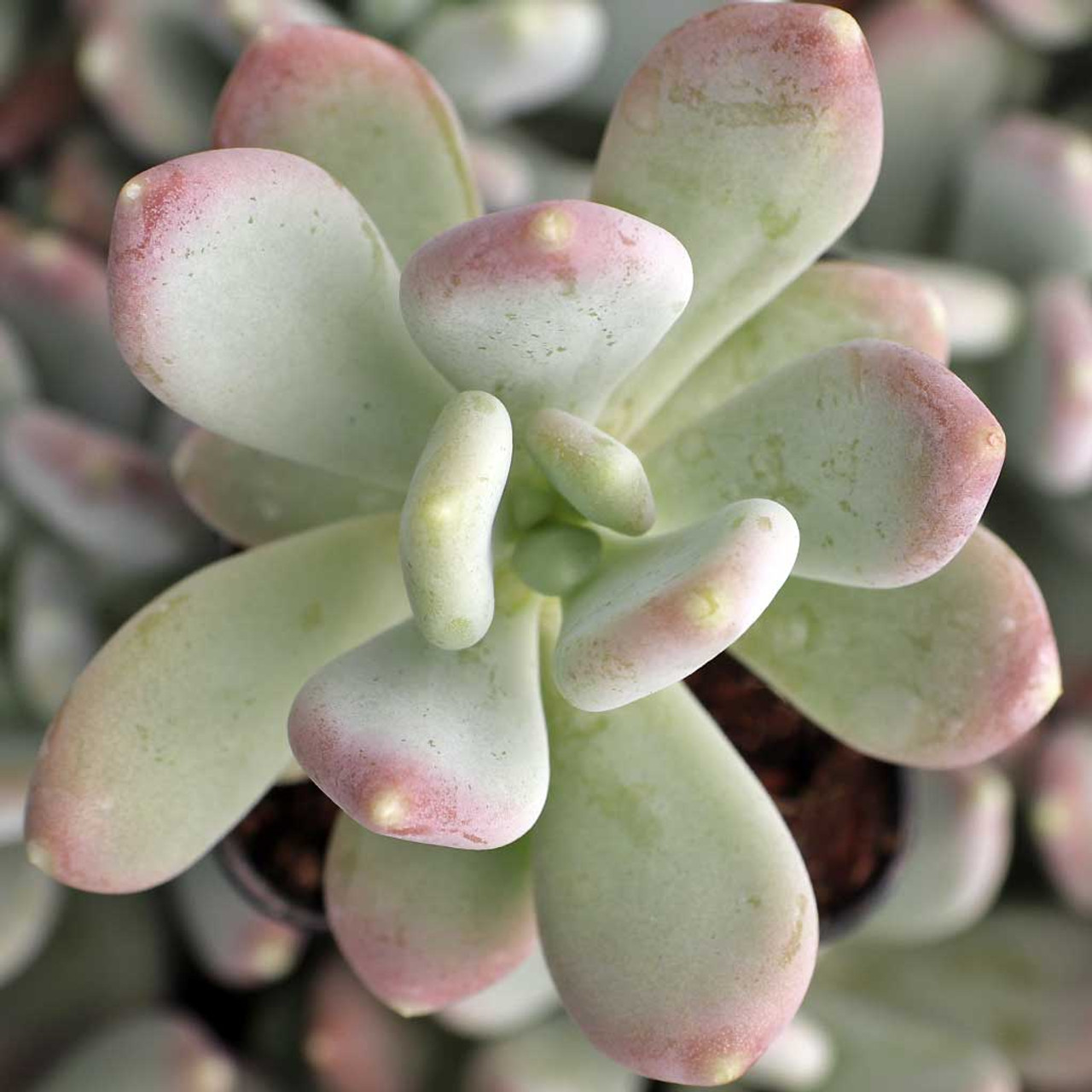 Пахифитум Глютиникауле (Pachyphytum Glutinicaule) D5см