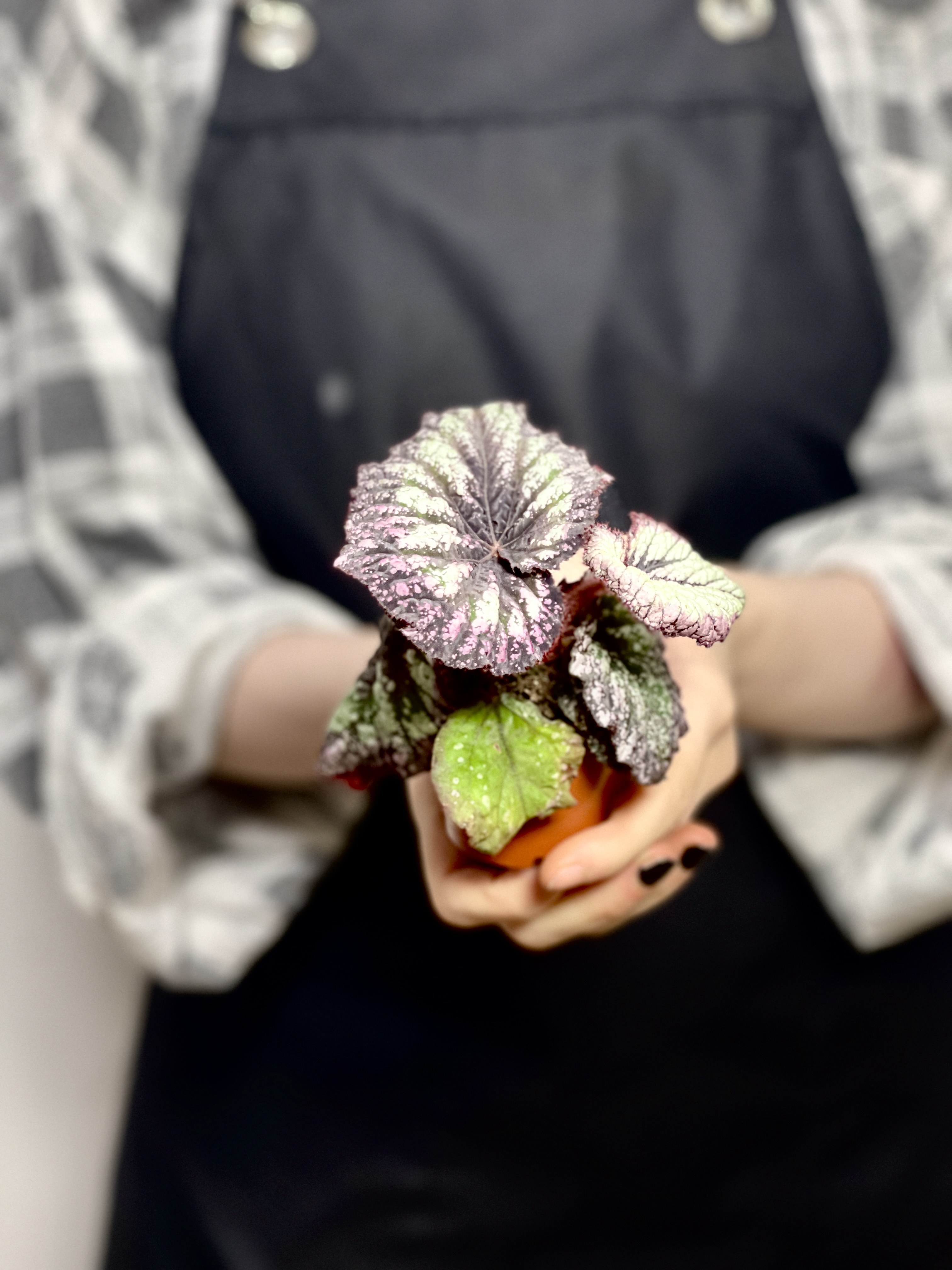 Бегония Рекс Файерворкс (Begonia Rex Fireworks) D6см
