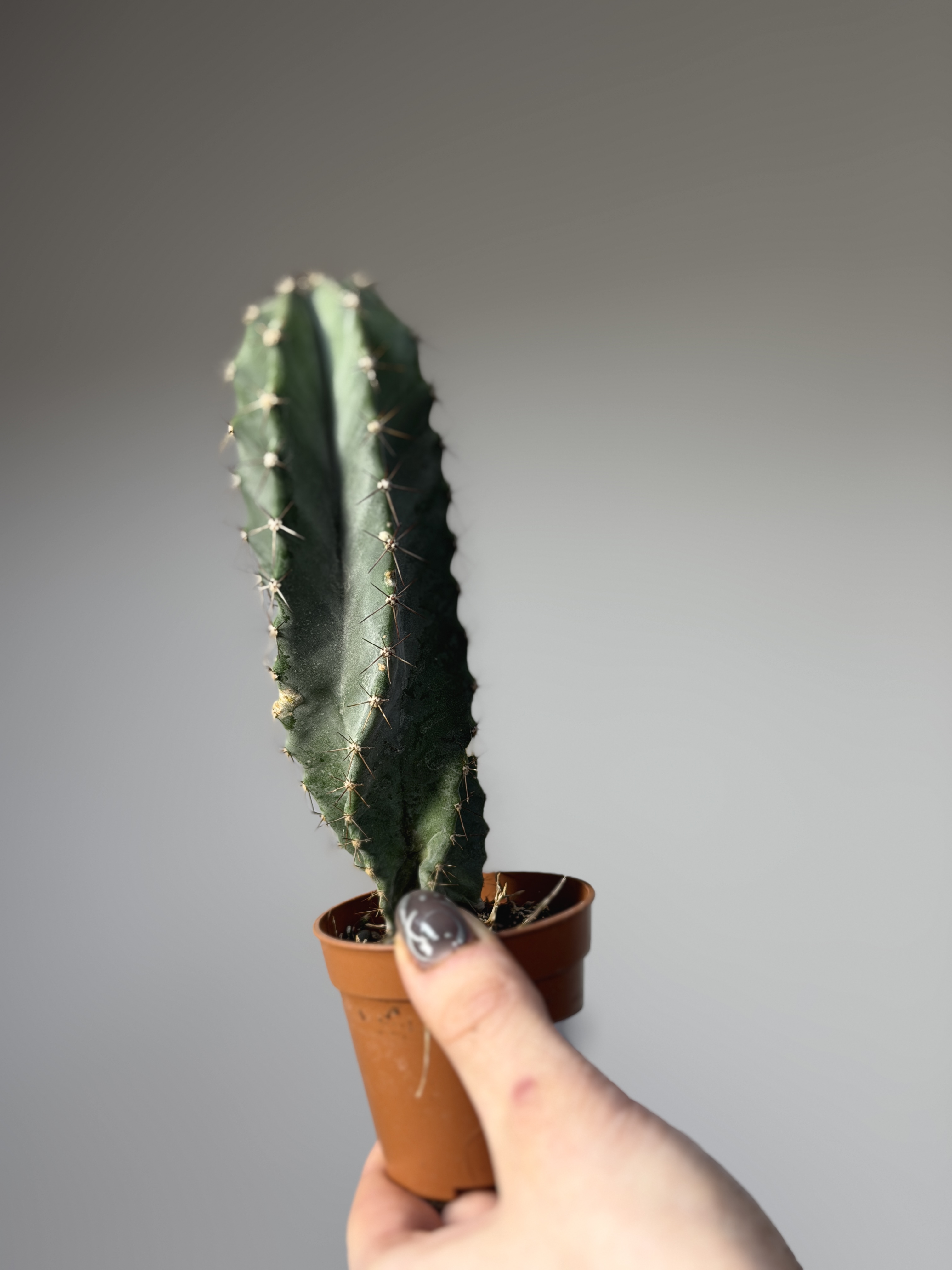 Кактус Лемэроцереус Спиралевидный (Cactus Lemaireocereus Spiral) D5см