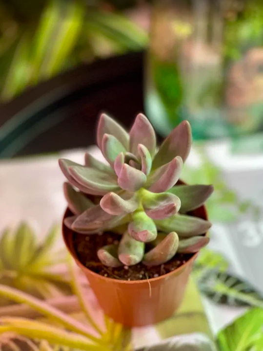 Пахифитум Брактеосум Фиткай (Pachyphytum Bracteosum Fitkai) D8,5см