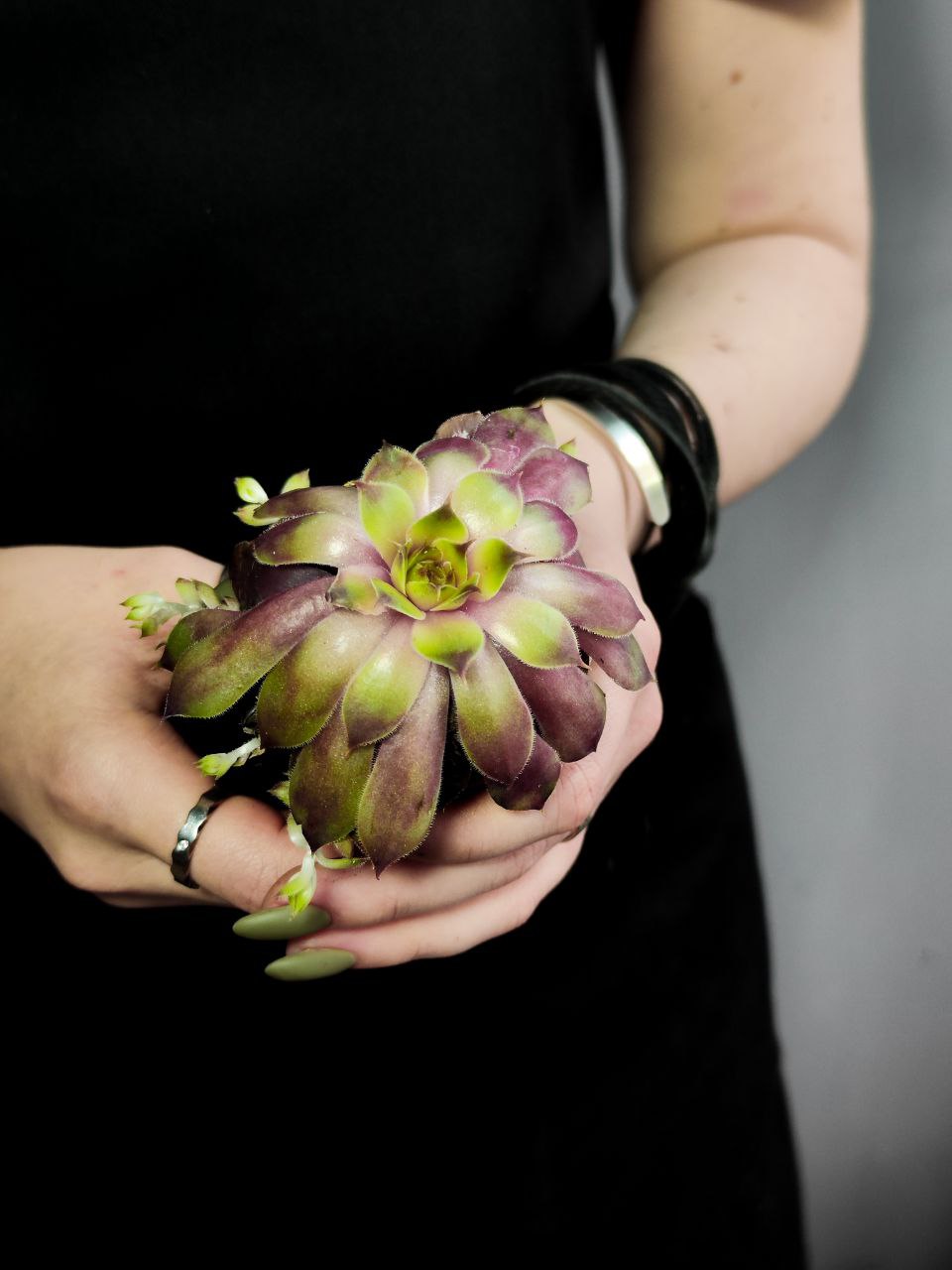 Молодило Кассиопея (Sempervivum Cassiopeia) D5см