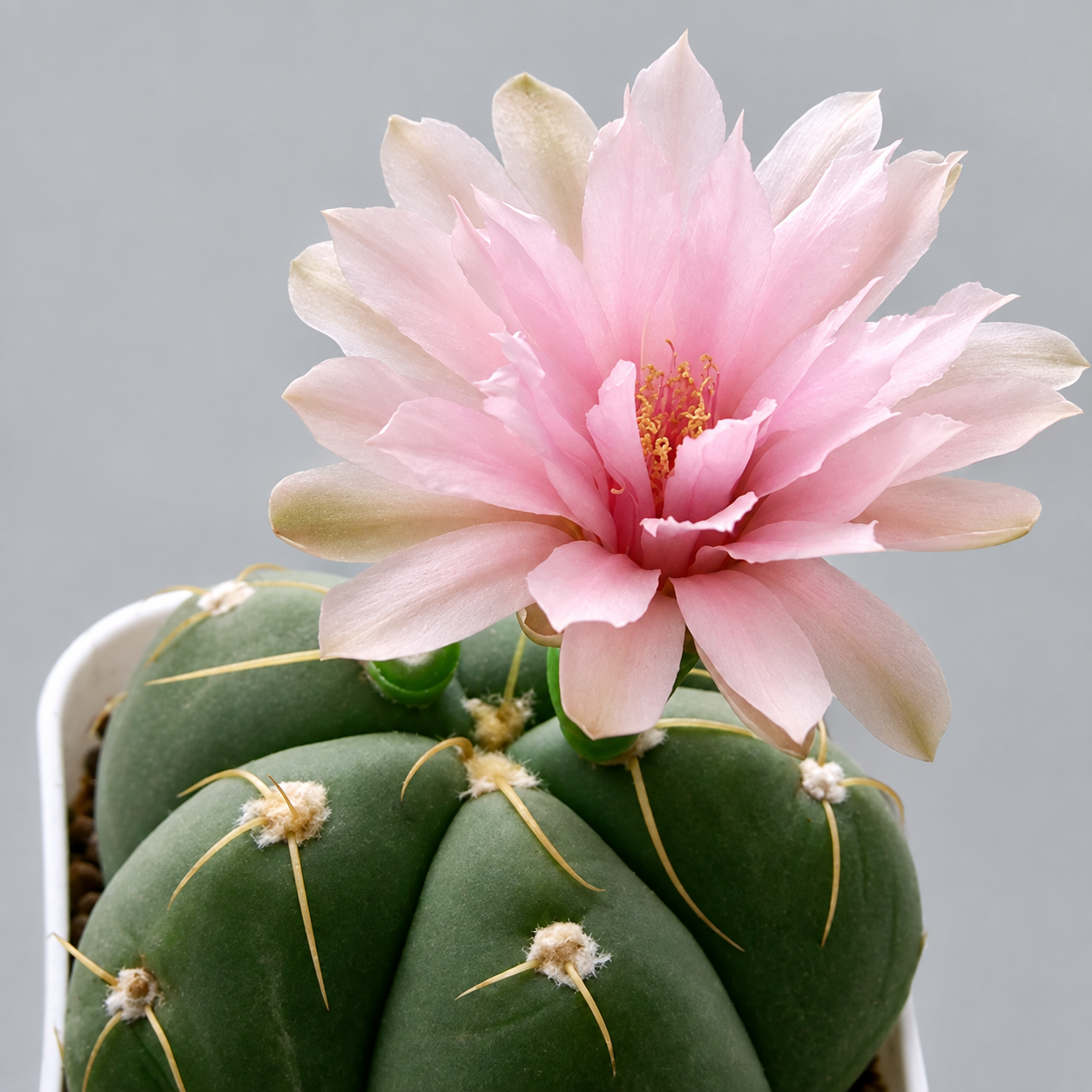 Гимнокалициум Хорста (Gymnocalycium Horsti) D5см