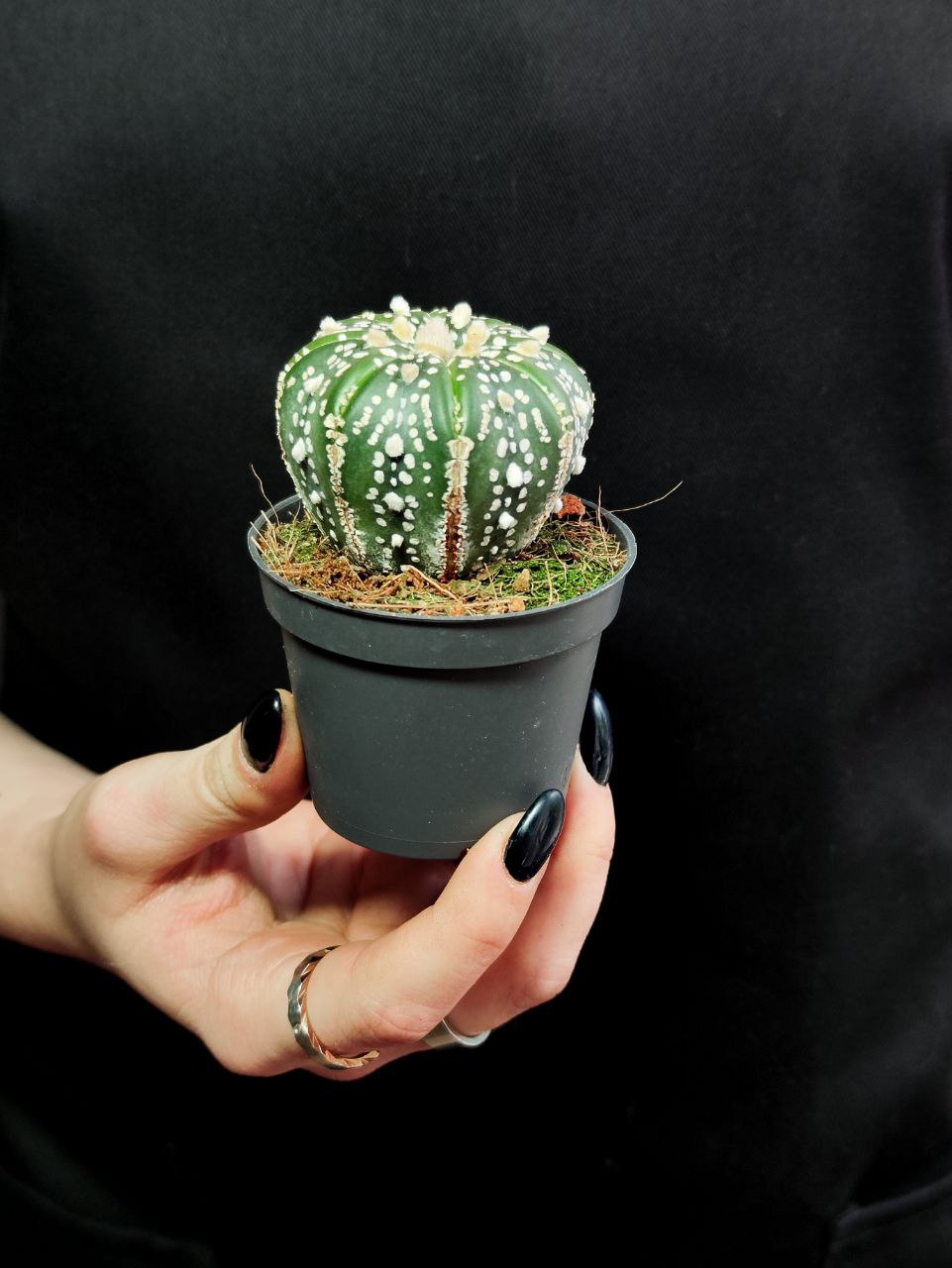 Астрофитум Супер Кабуто (Astrophytum Super Kabuto) D5см