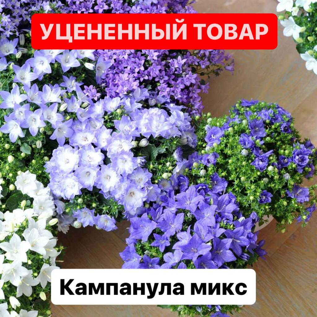 Кампанула, Колокольчик (уцен.) D11см