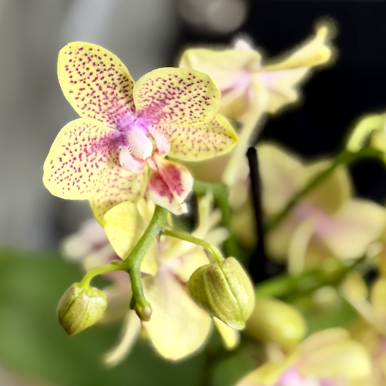 Фаленопсис Кусто Пелорик (Phalaenopsis Cousteau 'Peloric') D9см