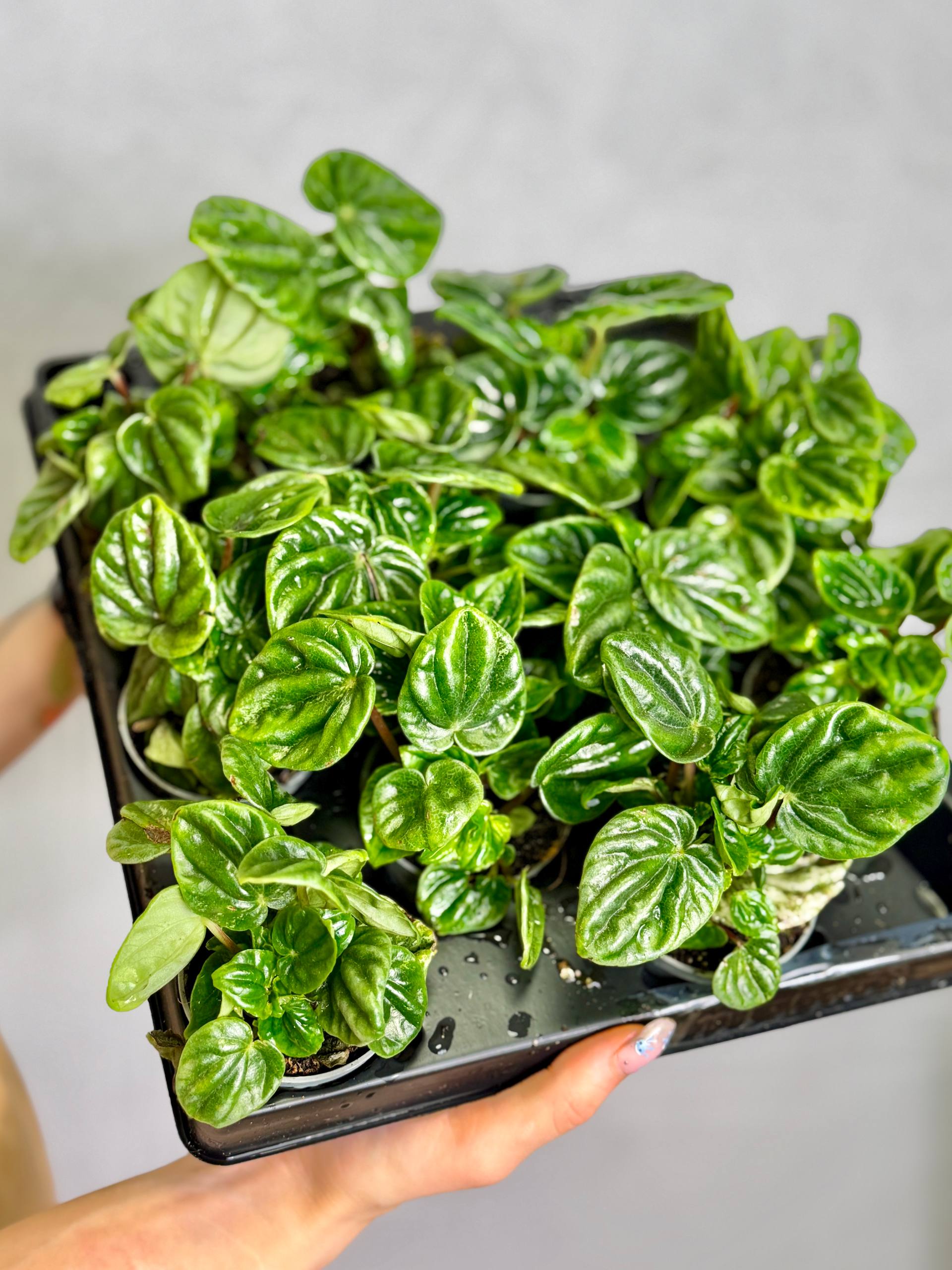 Пеперомия Амазоникас (Peperomia Amazonicas) D5см
