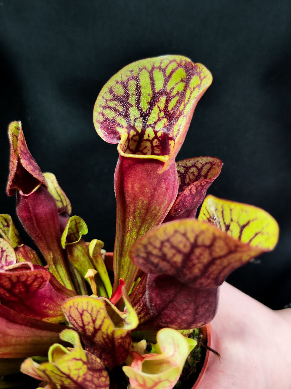 Саррацения Дракула (Sarracenia Dracula) D9см