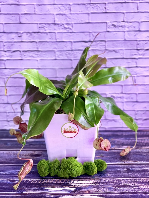 Непентес Гая (Nepenthes Gaya) пересаженный D17см
