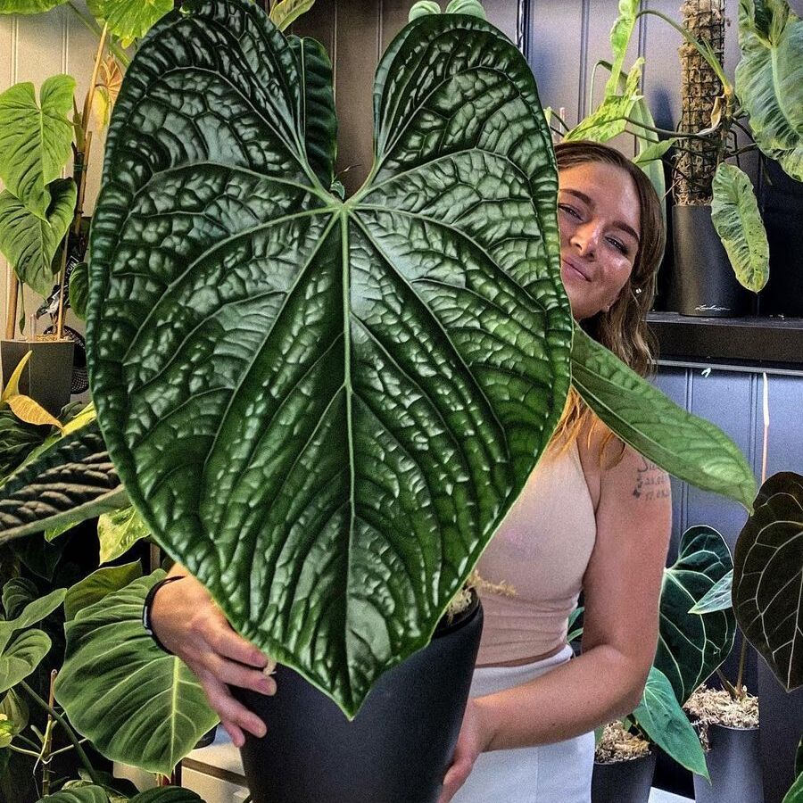 Антуриум Люксурианс (Anthurium Luxurians) D12см