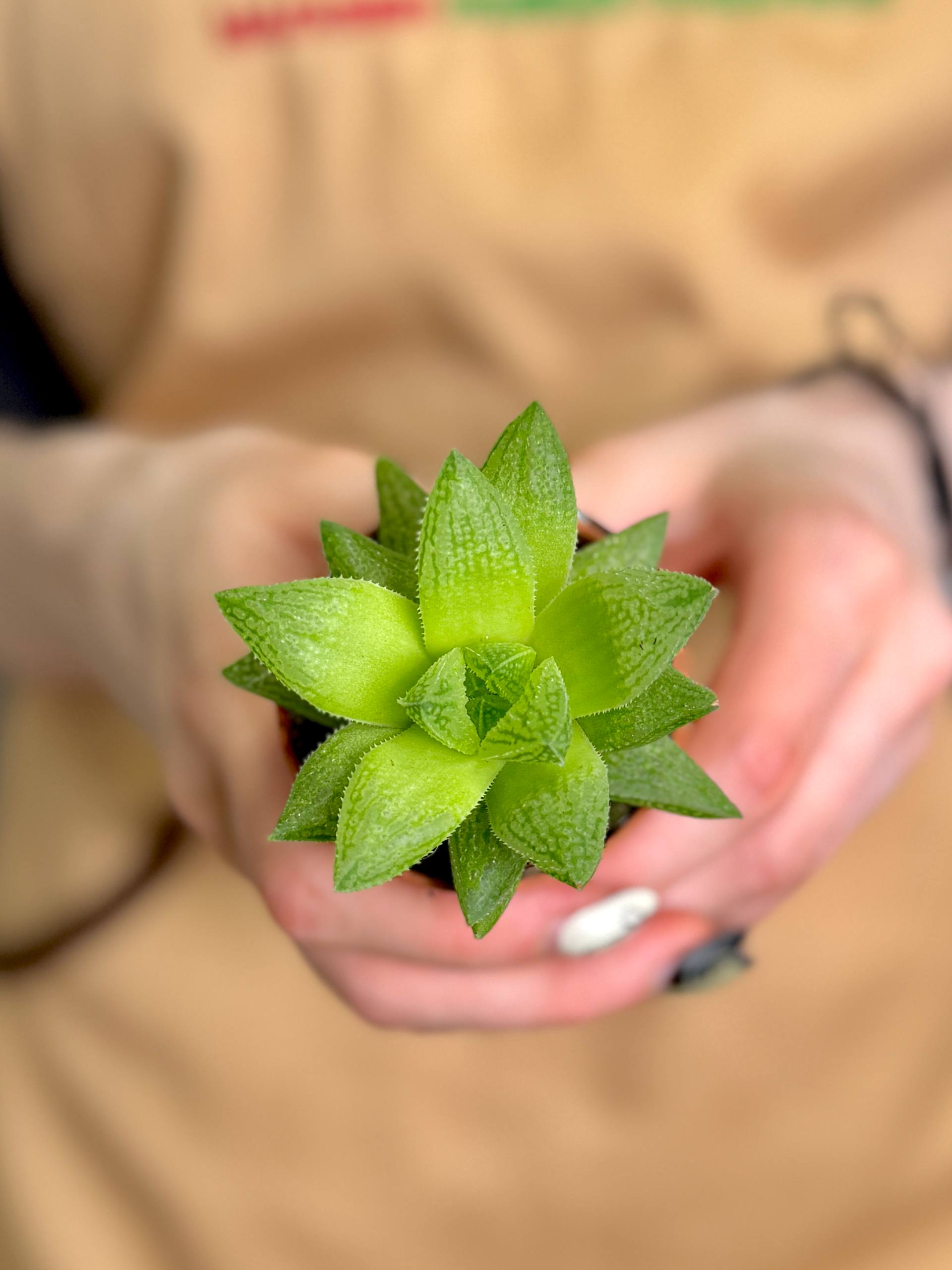 Хавортия Тургида (Haworthia Turgida) D5см