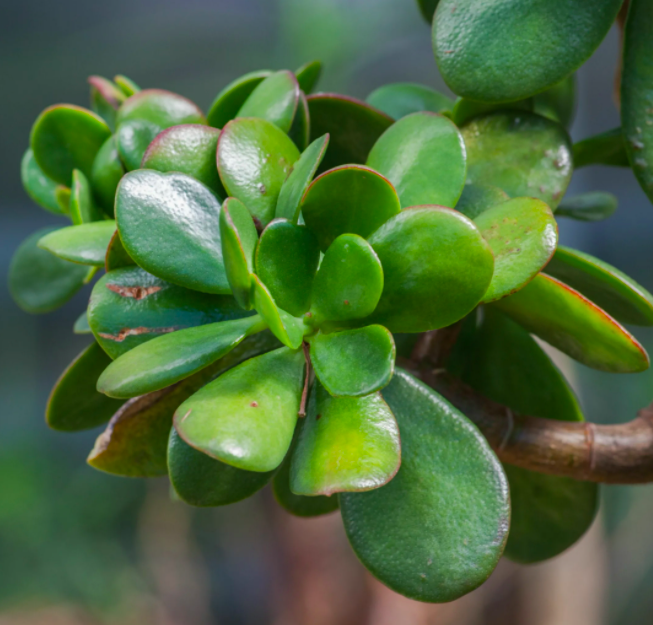 Толстянка Яйцевидная, или Денежное Дерево (Crassula Ovata) D5см