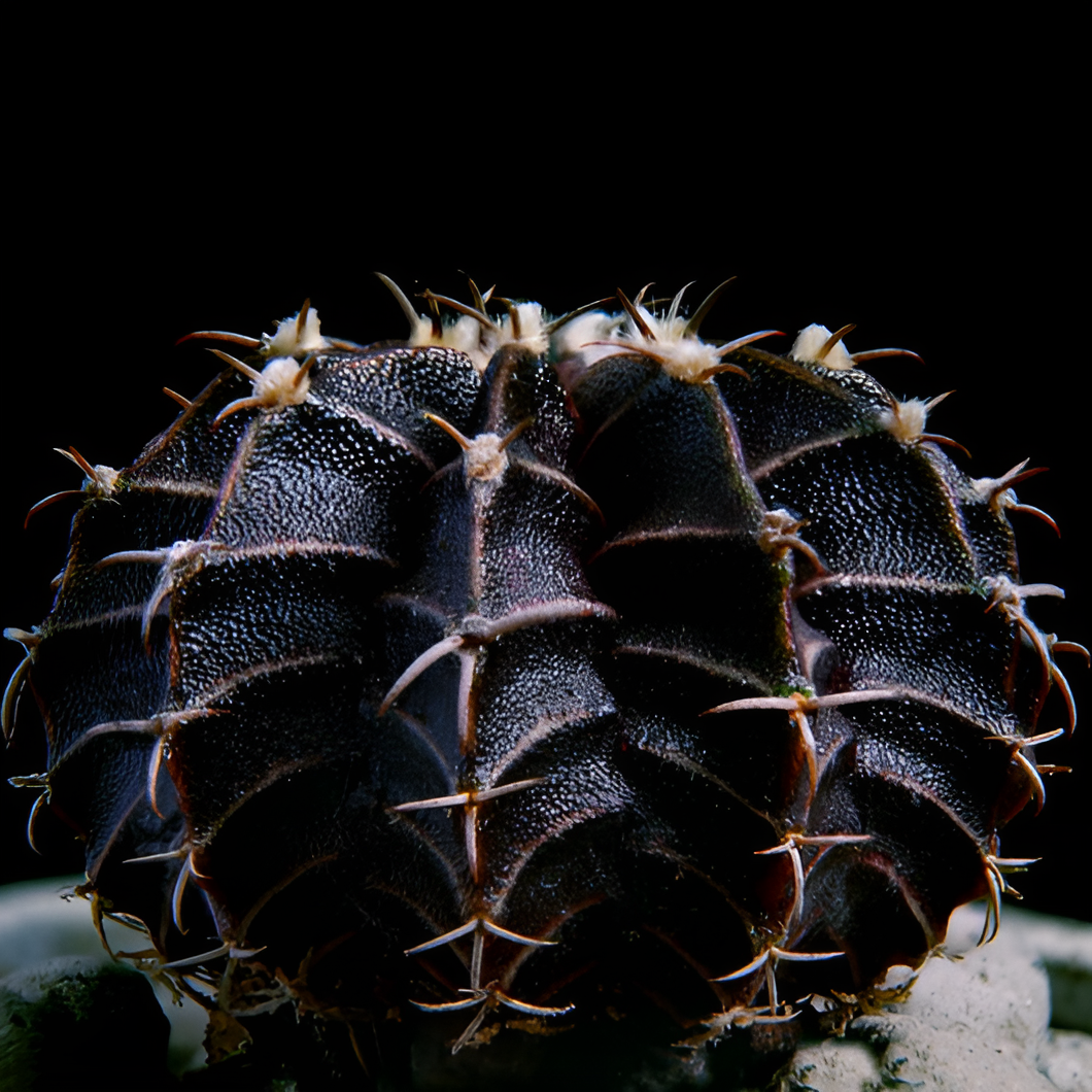 Гимнокалициум Михановича Вариегатный Блэк (Gymnocalycum Mihanovichii Variegata Black) D7см