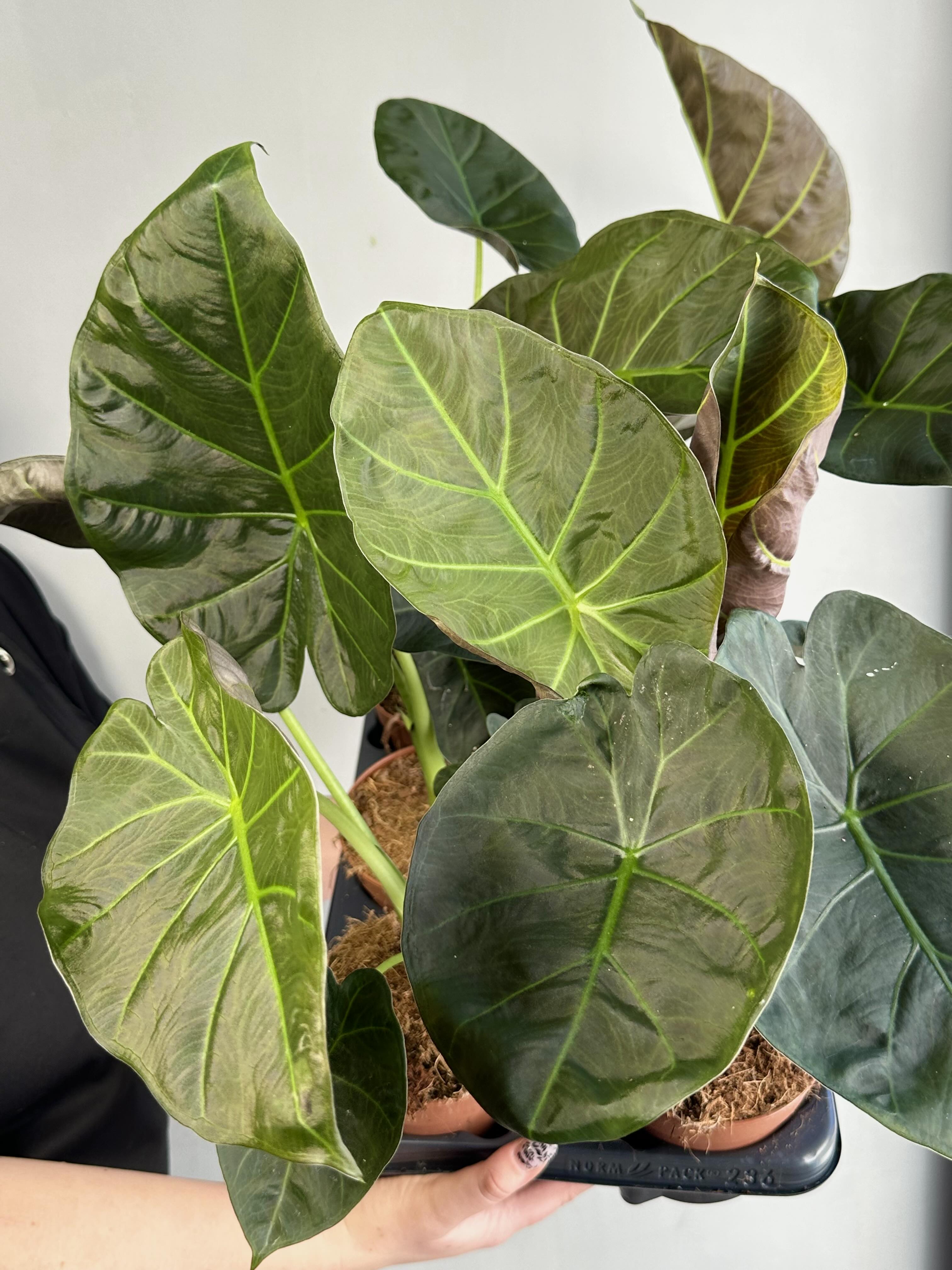 Алоказия Регал Шилдс (Alocasia ‘Regal Shields) D12см