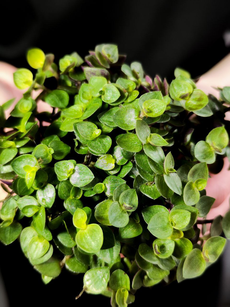Каллизия Репенс Грин (Callisia Repens Green) D5см