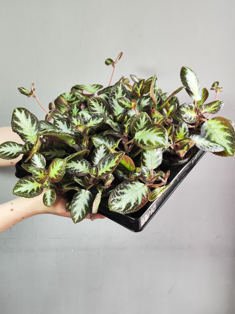 Эписция Серебряное Сияние (Episcia Silver Shield) D6см