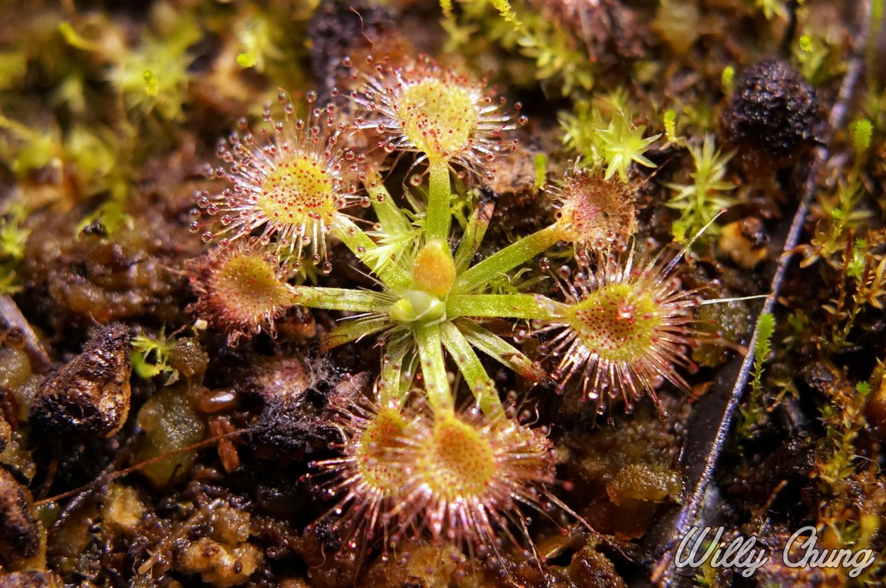 Росянка Пульчелла Нитидулла (Drosera Pulchella x nitidula) D9см.