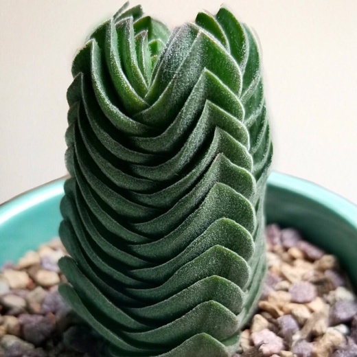 Крассула Храм Будды (Crassula Buddha´s Temple) D5см