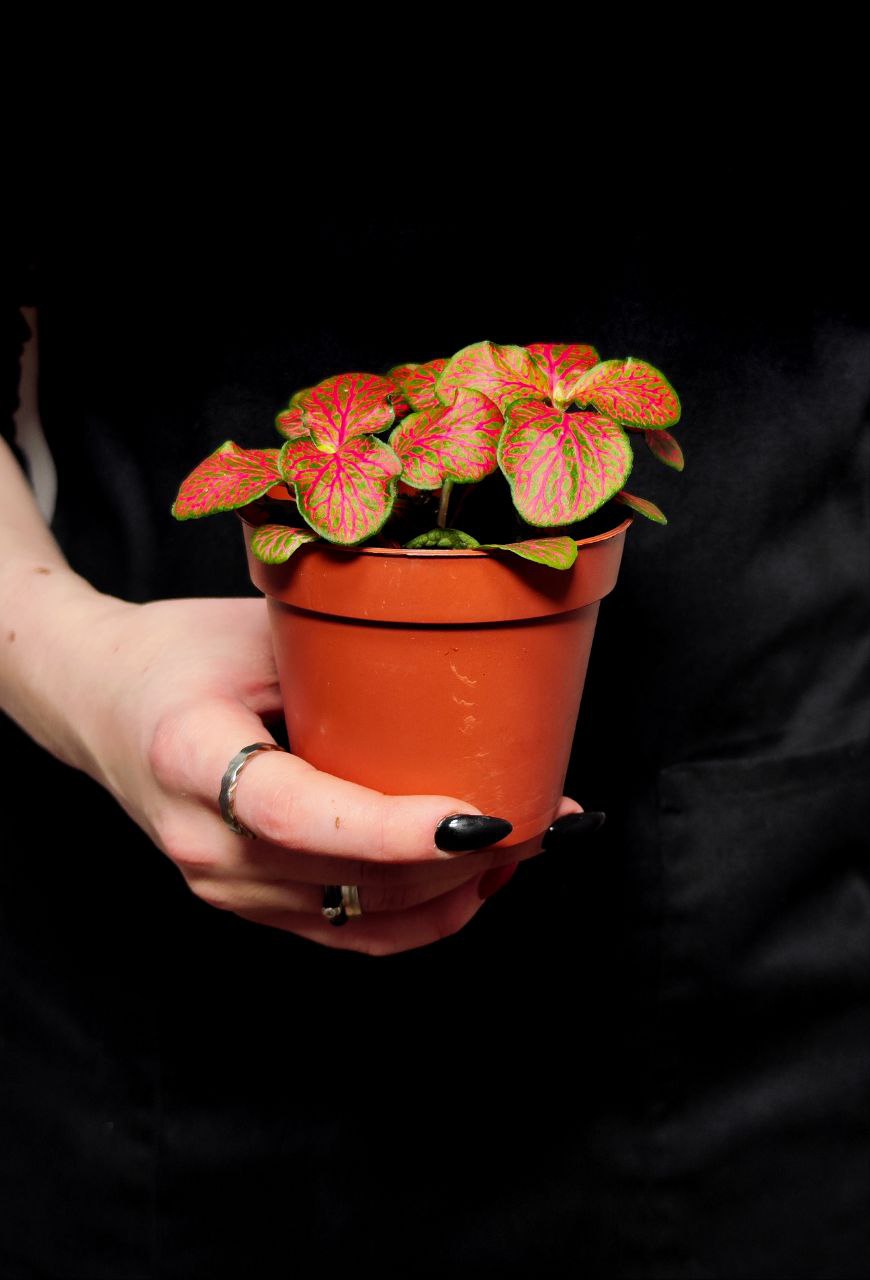Фиттония Ред Стар (Fittonia Red Star) D8,5см