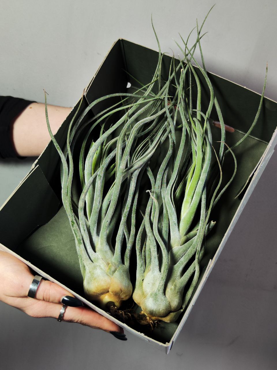 Тилландсия Элерсиана (Tillandsia Ehlersiana) XXXL