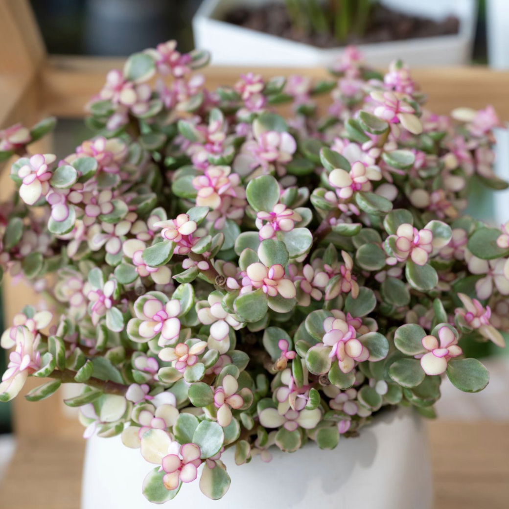 Портулакария Афра Вариегатная, Цветущая (Portulacaria Afra Variegata Flowering) D9см