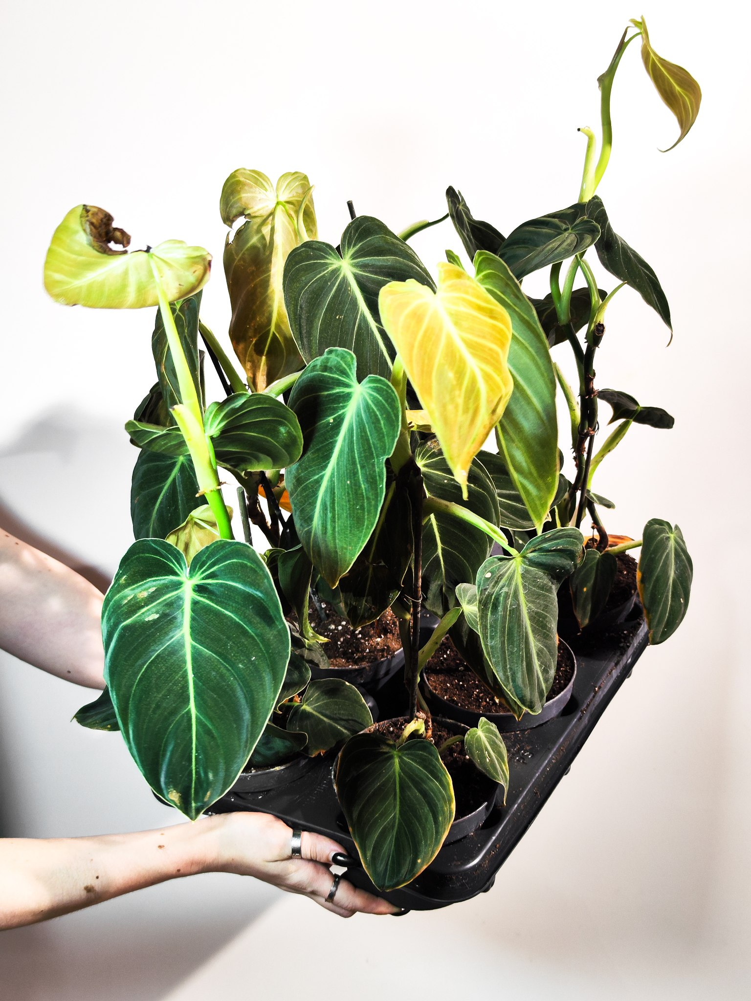 Филодендрон Меланохризум (Philodendron Melanochrysum) D12см
