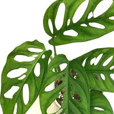 Монстера Акумината (Monstera Acuminata) D12см