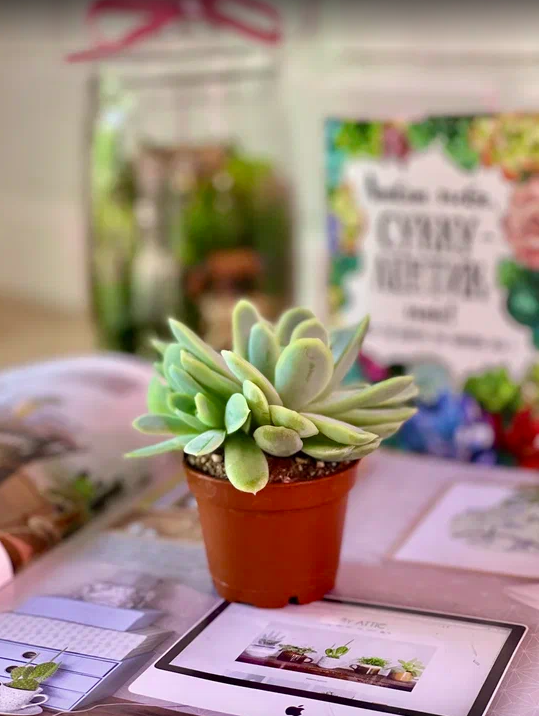 Эхеверия Изящная (Echeveria Elegans) D5см
