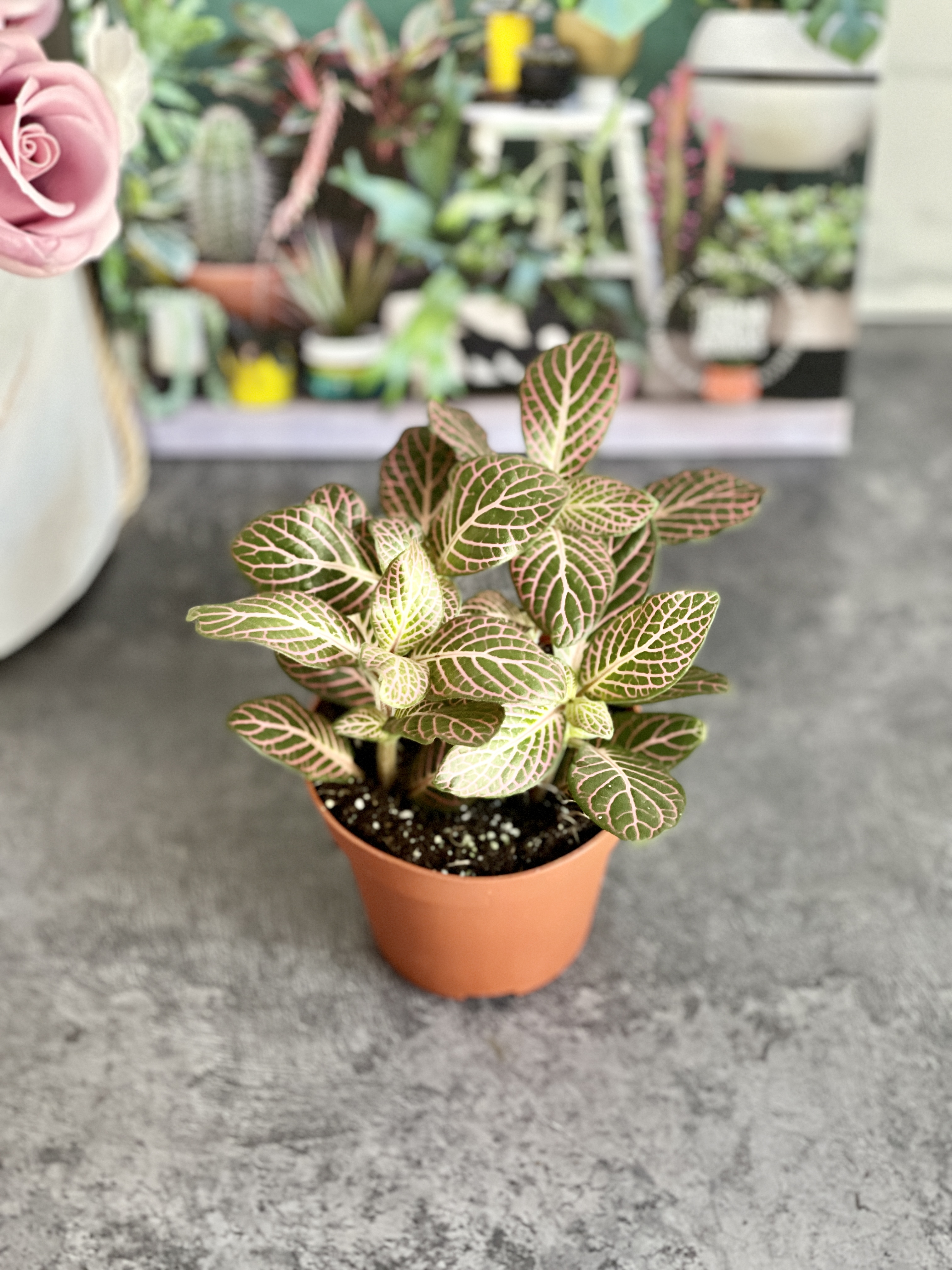 Фиттония Красный Ангел (Fittonia Red Angel) D8,5см