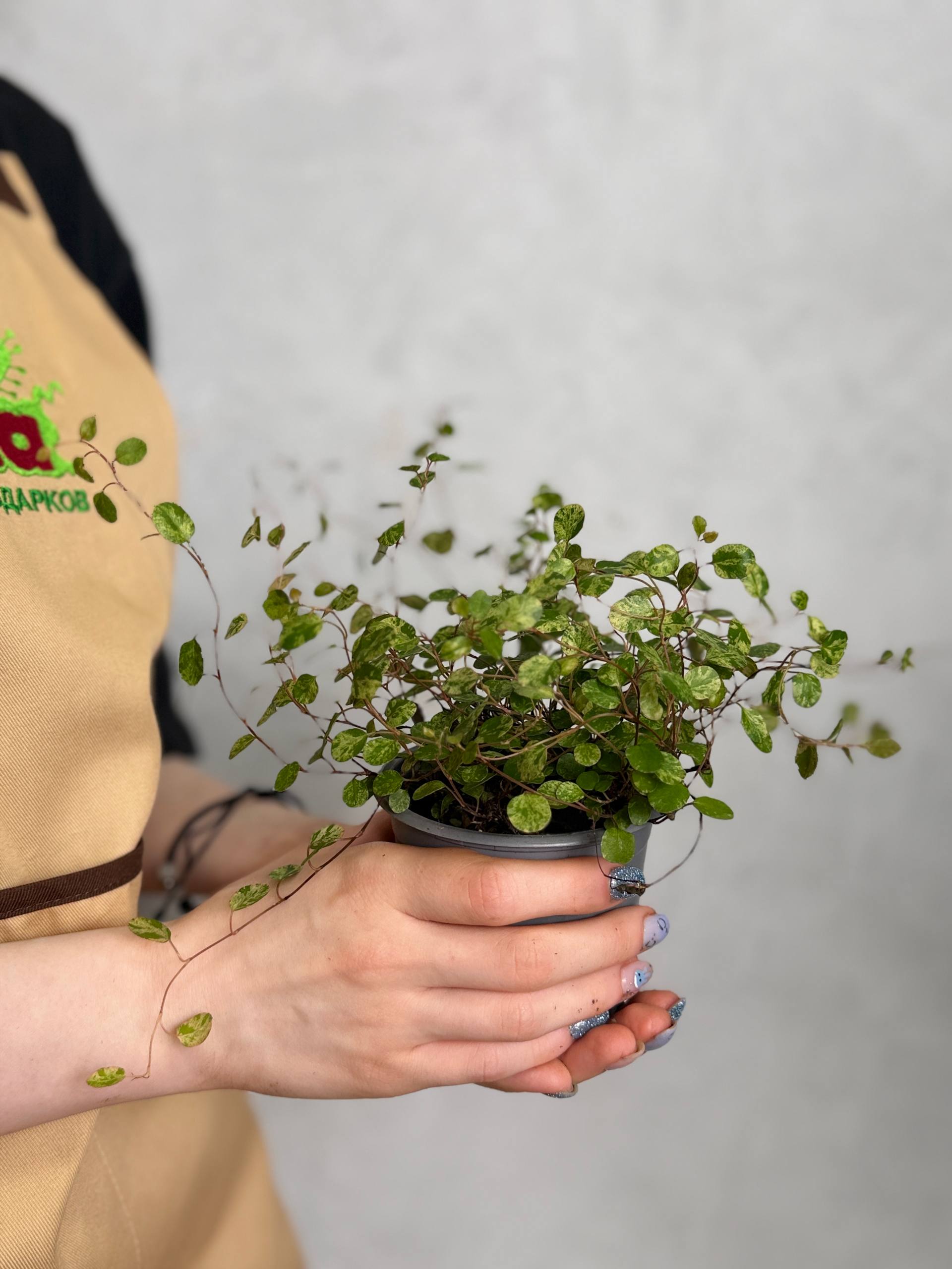 Мюленбекия Комплекса Маори Вариегатная (Muehlenbeckia Сomplexa Maori Variegated) D9см