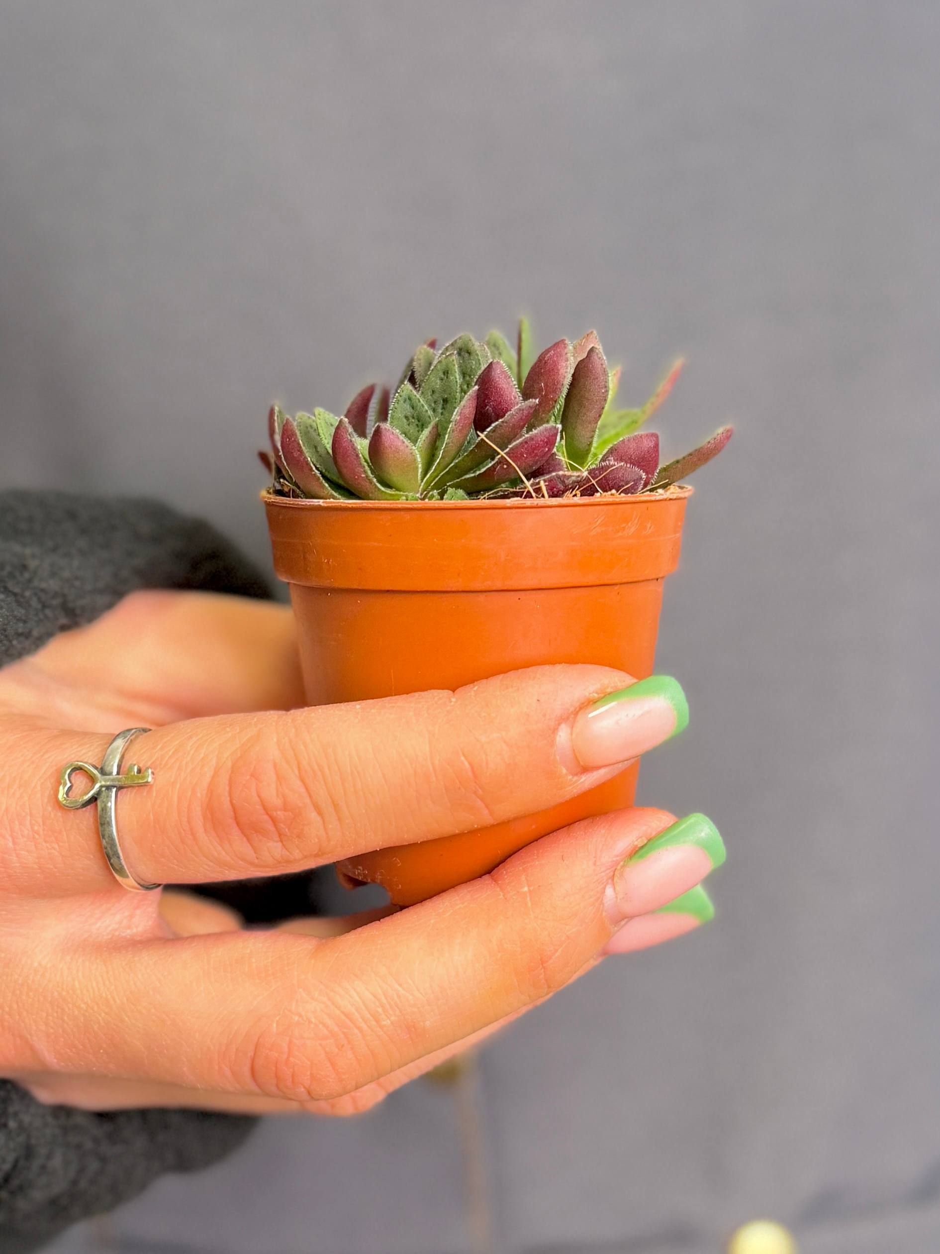 Крассула Пиктурата (Crassula Picturata) D5см
