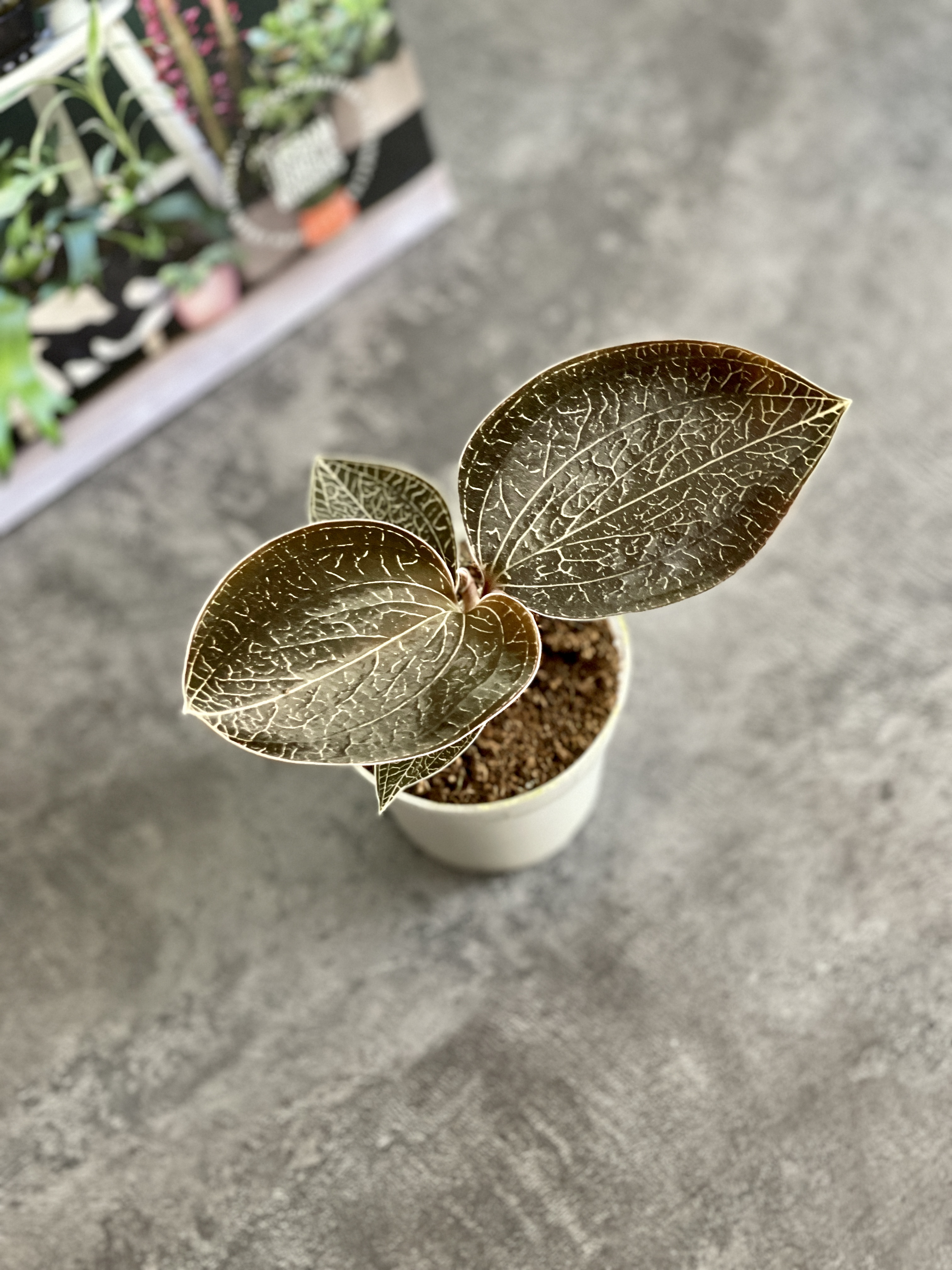 Орхидея Драгоценная Карма Оникс (Jewel Orchid Karma Onyx) D7см
