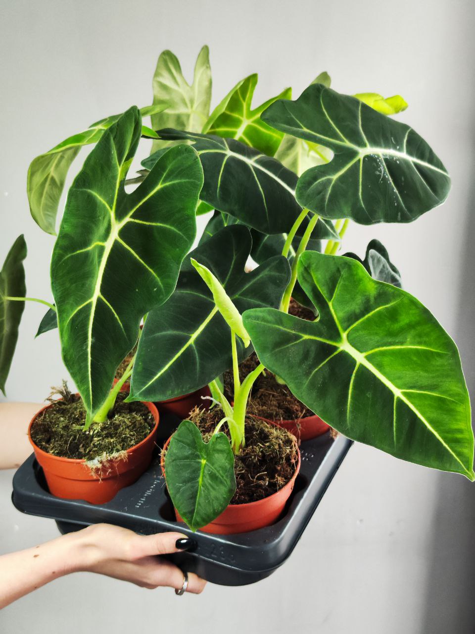 Алоказия Мишольца Фрайдек (Alocasia Frydek) D12см