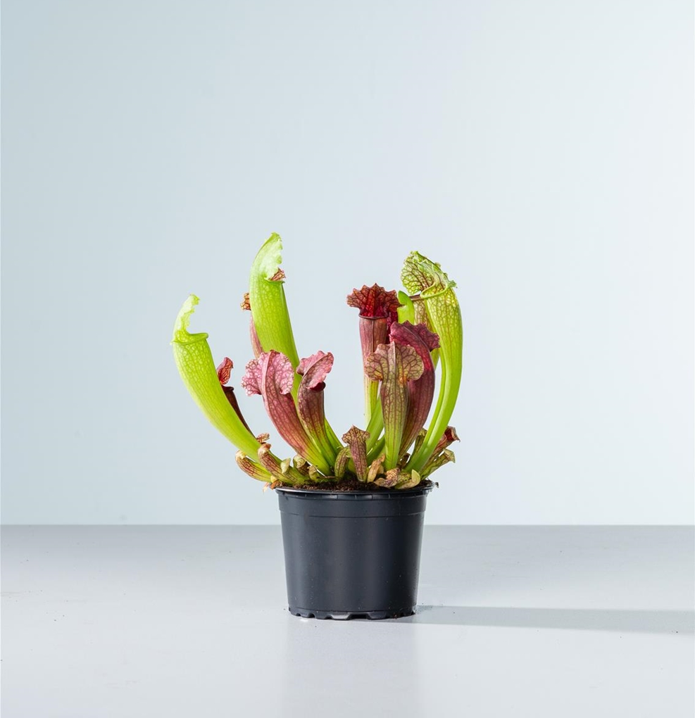 Саррацения Фиона (Sarracenia Philadelphia) D9см