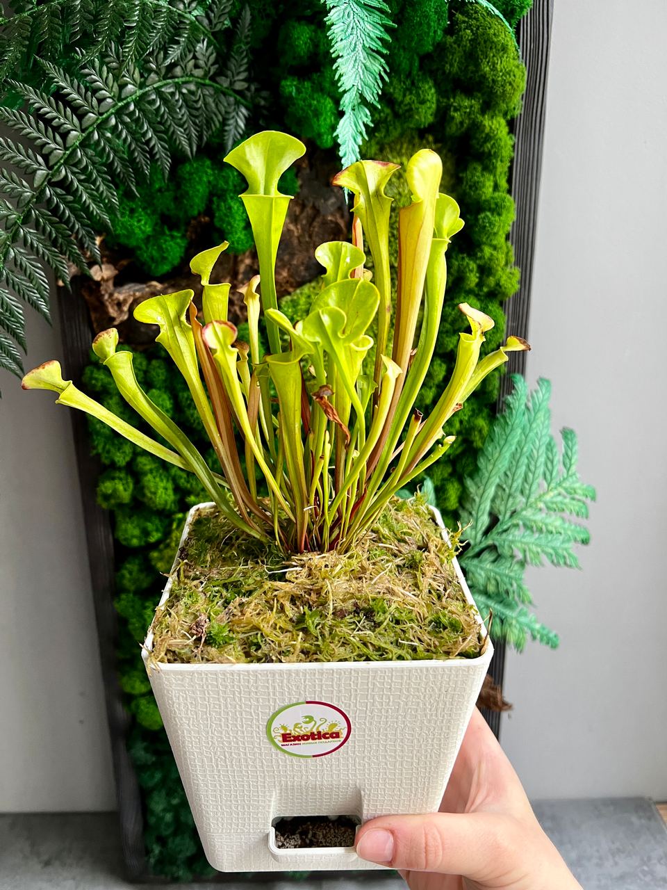 Саррацения Флава (Sarracenia Flava) пересаженная D12см