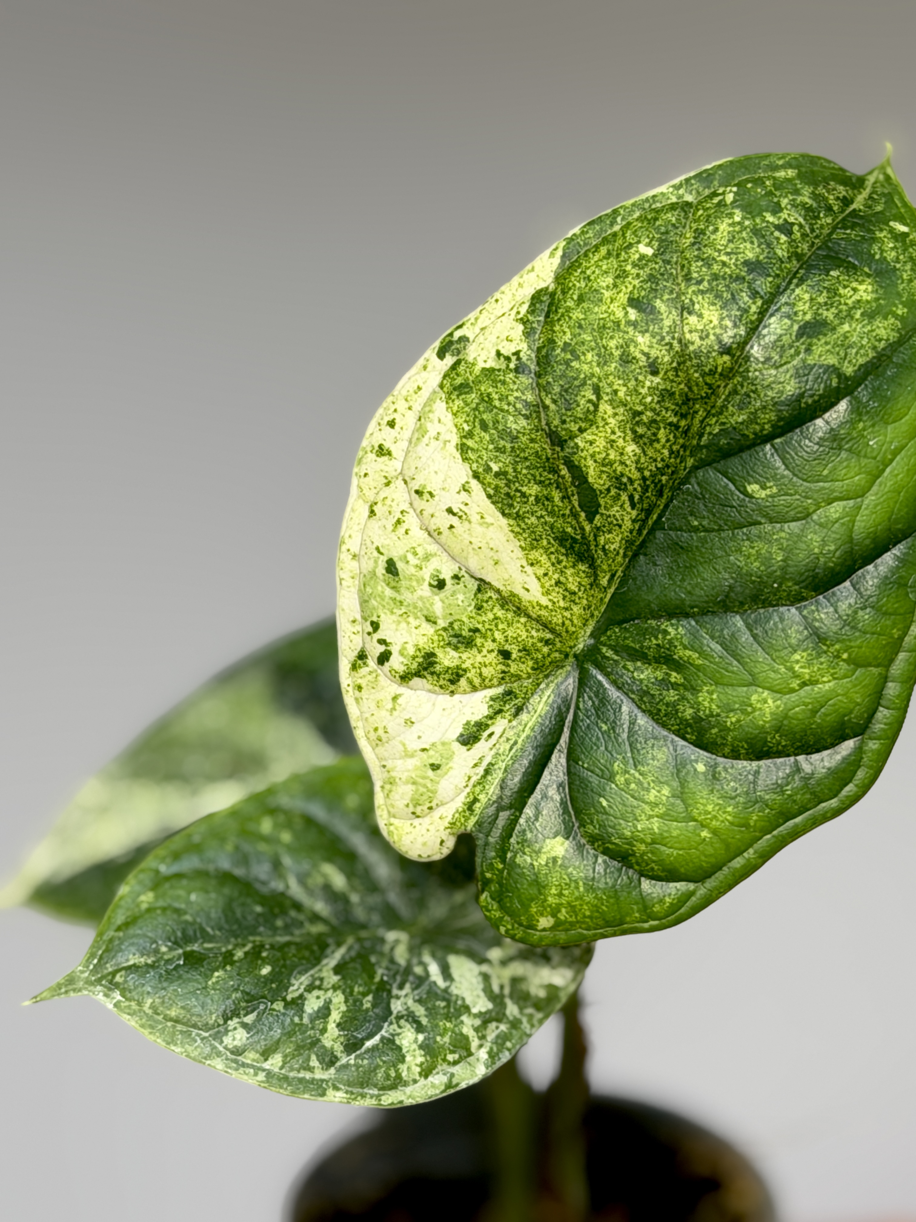 Алоказия Драгон Скейл Минт Вариегатная (Alocasia Dragon Scale Mint Variegata) D6см