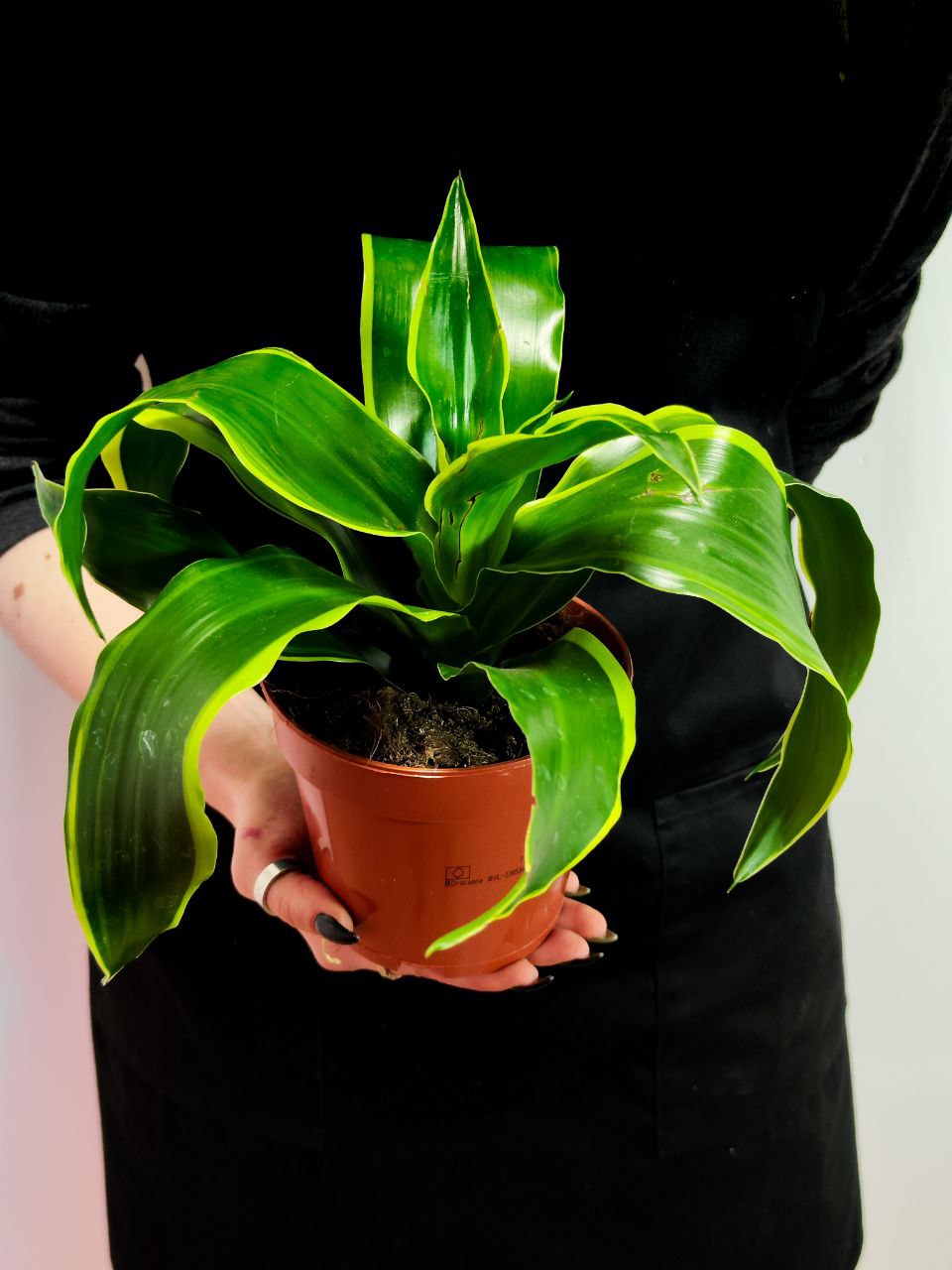Драцена Дорадо (Dracaena Fragrans Dorado) D12см