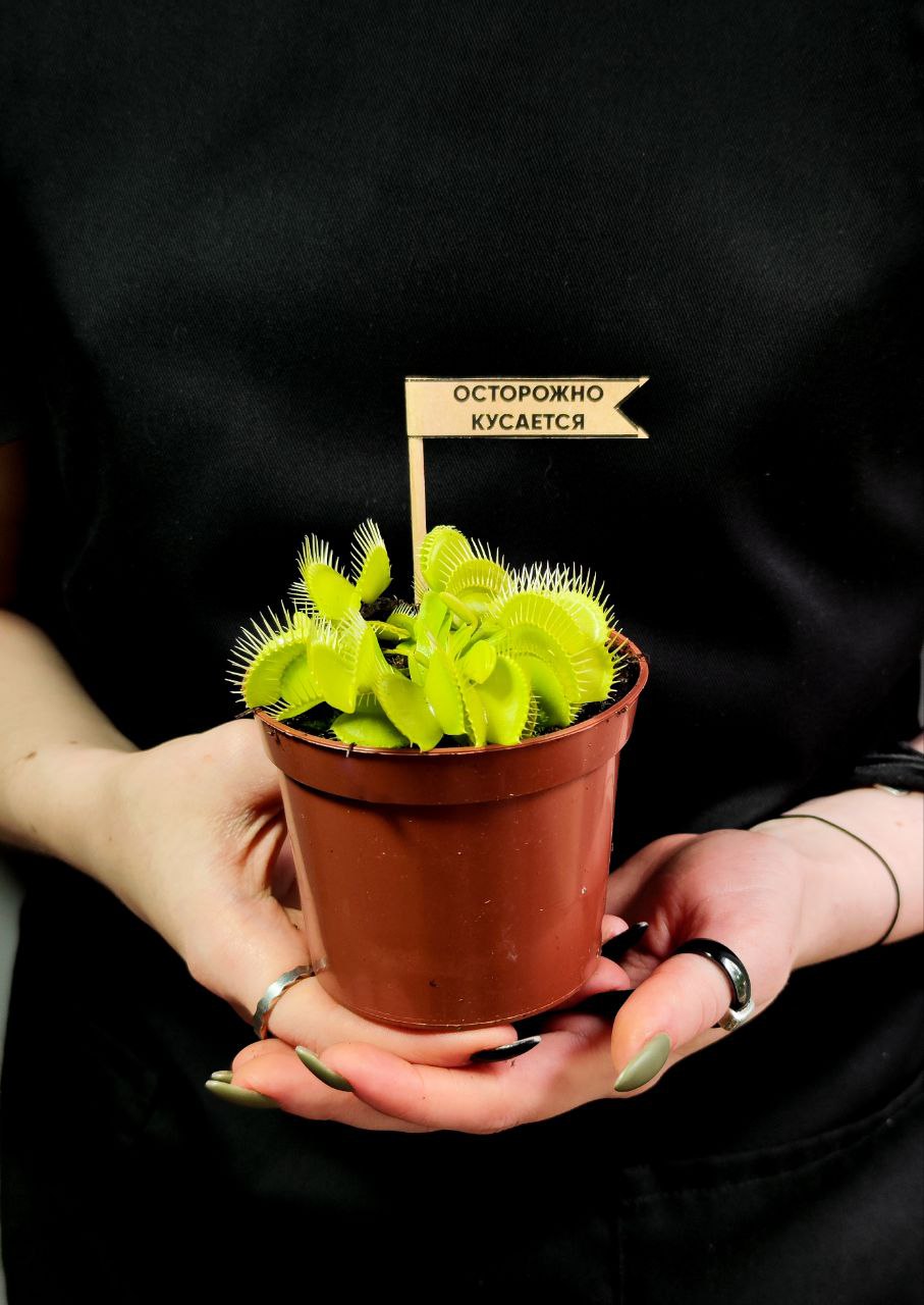Венерина Мухоловка, или Дионея Мушипула Крок (Dionaea Muscipula Croc) D9см