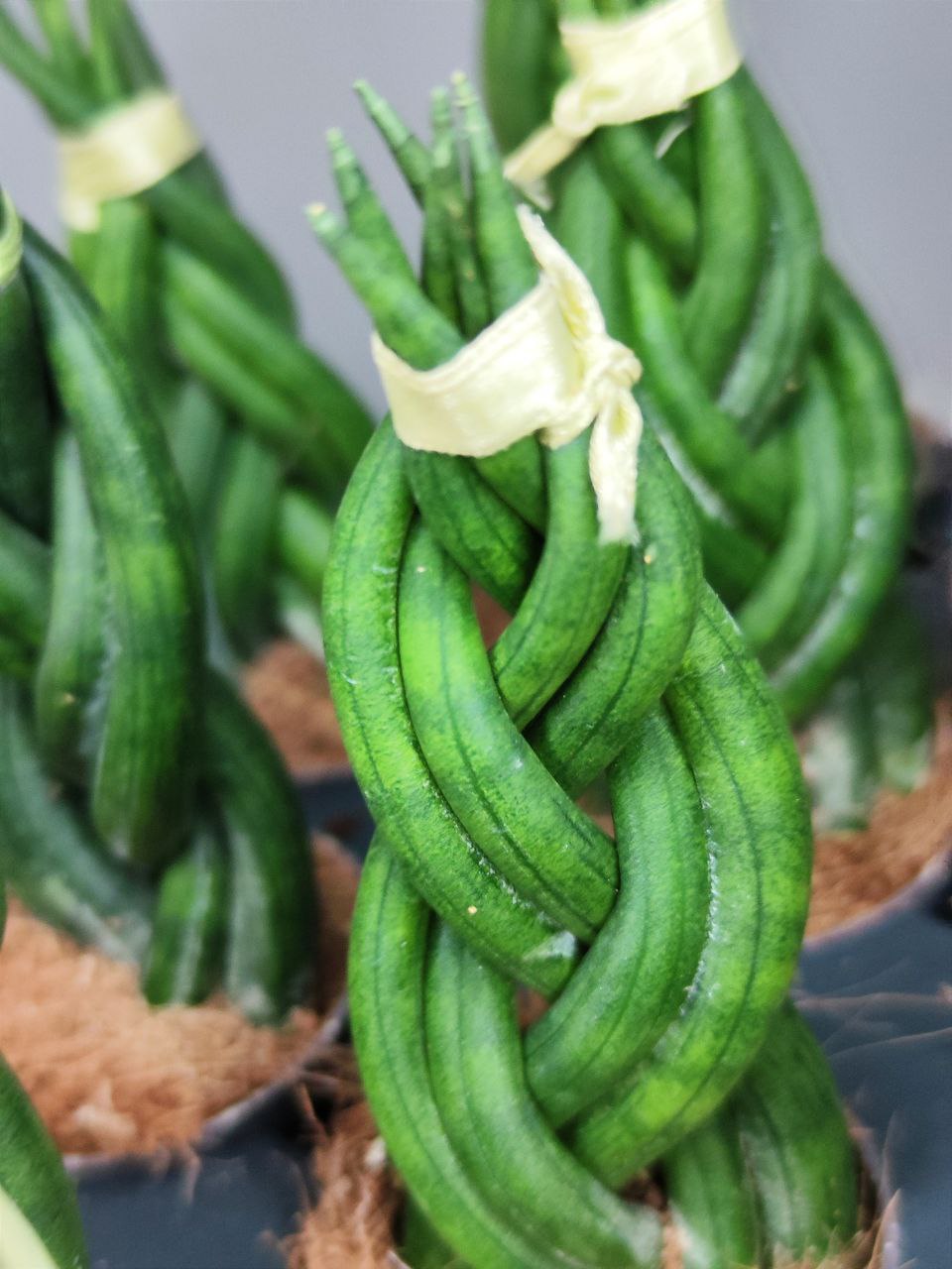 Сансевиерия Цилиндрическая Коса (Sansevieria Сylindrica Braid) D6см