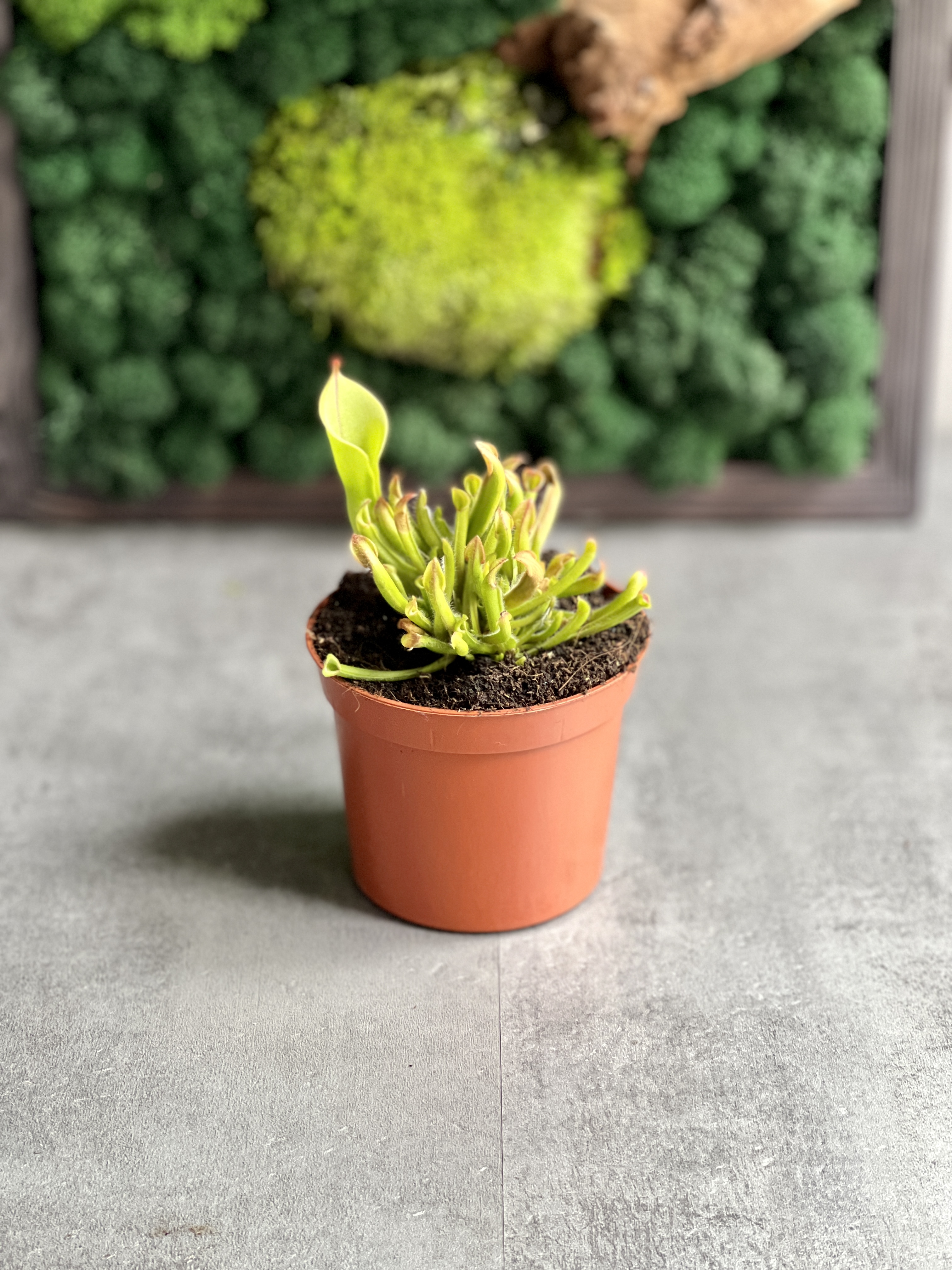 Гелиамфора (Heliamphora Heterodoxa x Minor) D9см