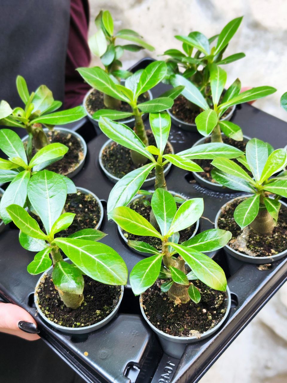 Адениум Тучный (Adenium Obesum) D5см