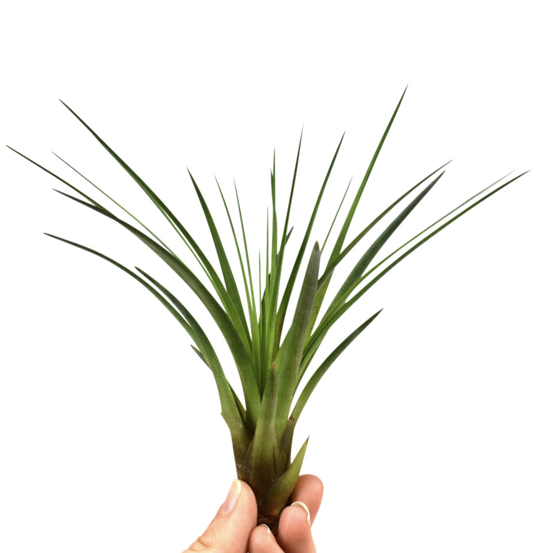 Тилландсия Меланократер Грин (Tillandsia Melanocrater Green)