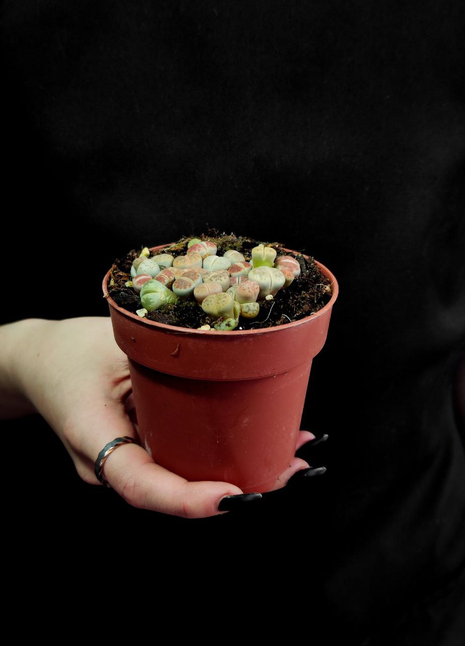 Литопс Микс (Lithops Mix) D8см