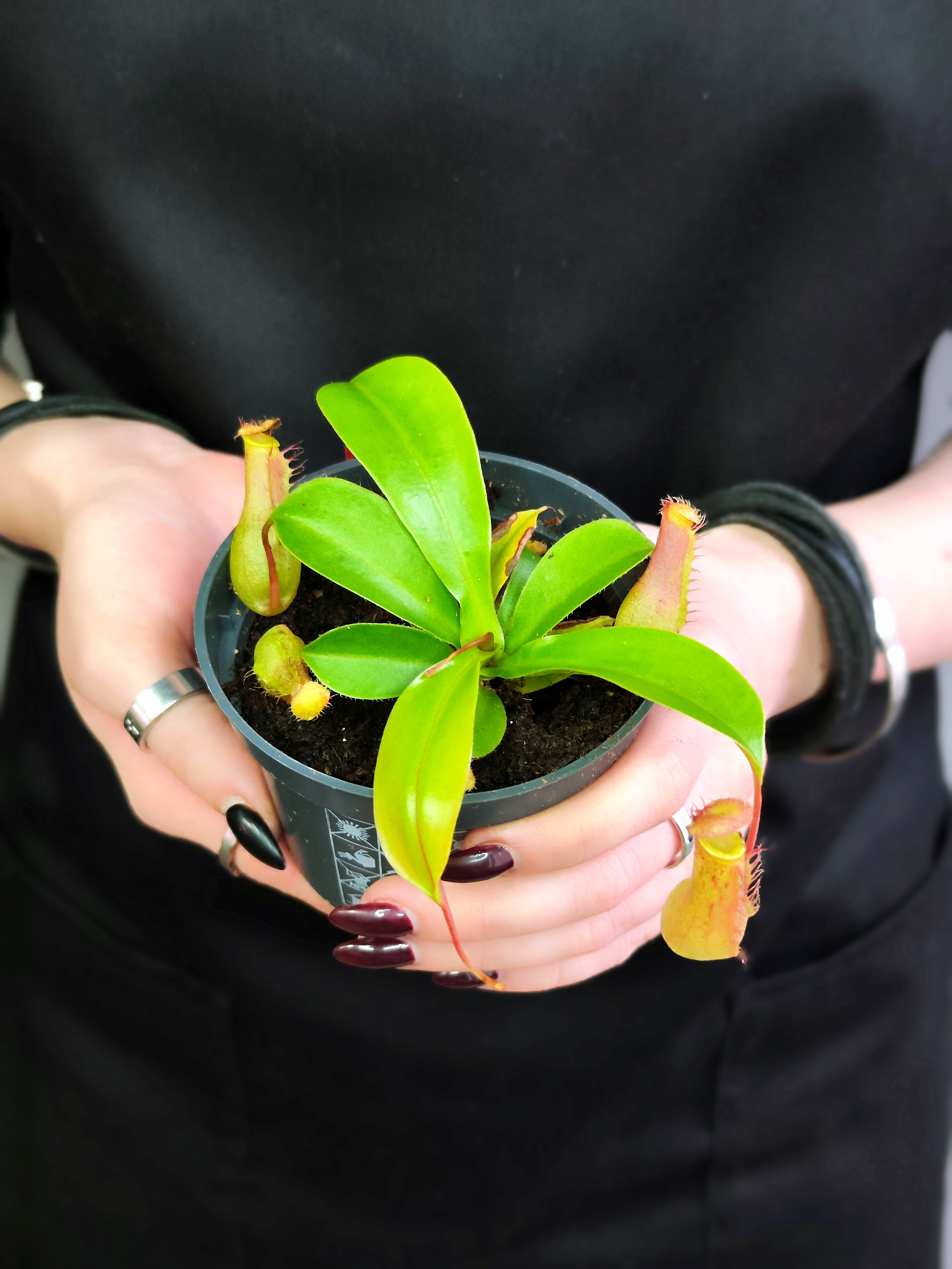Непентес Вентрата (Nepenthes Ventrata) D9см