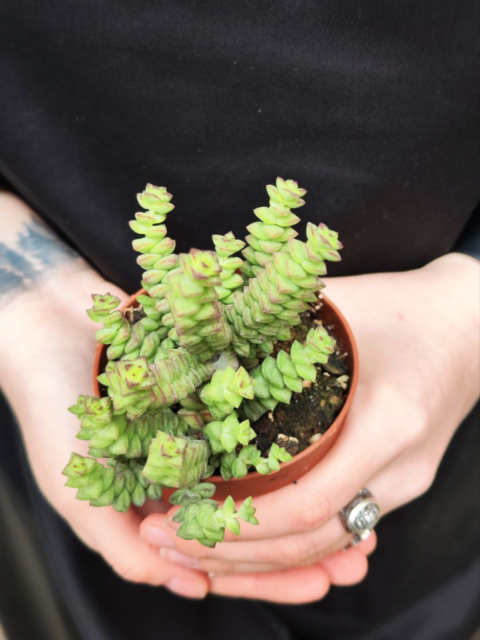 Крассула Хоттентот Минор (Crassula Hottentot Minor) D8,5см