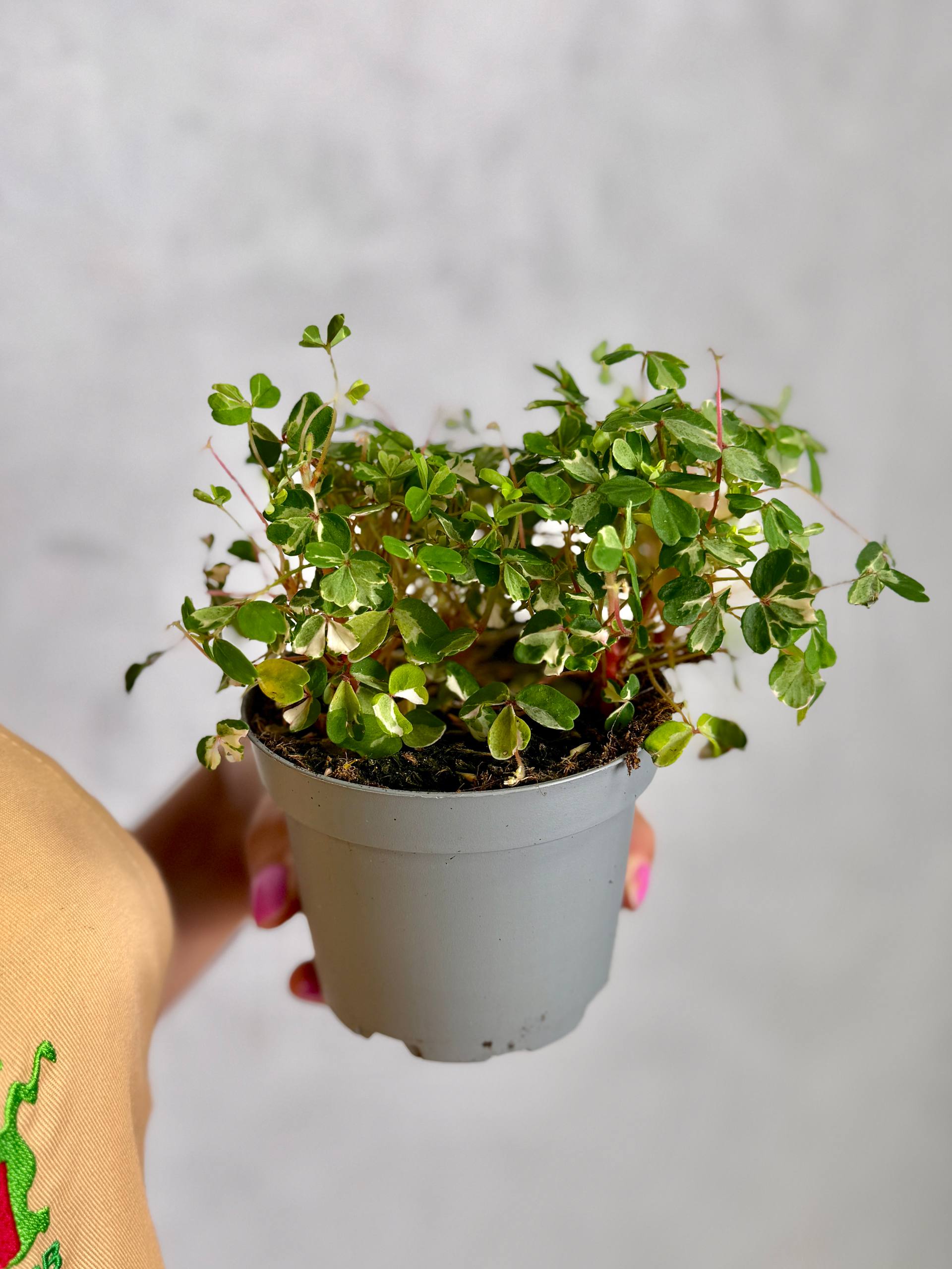 Оксалис Вулканикола Нордлис (Oxalis Spiralis Vulcanicola Nordlys) D10см