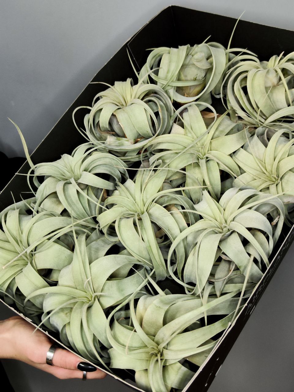 Тилландсия Ксерографика (Tillandsia Xerographica)
