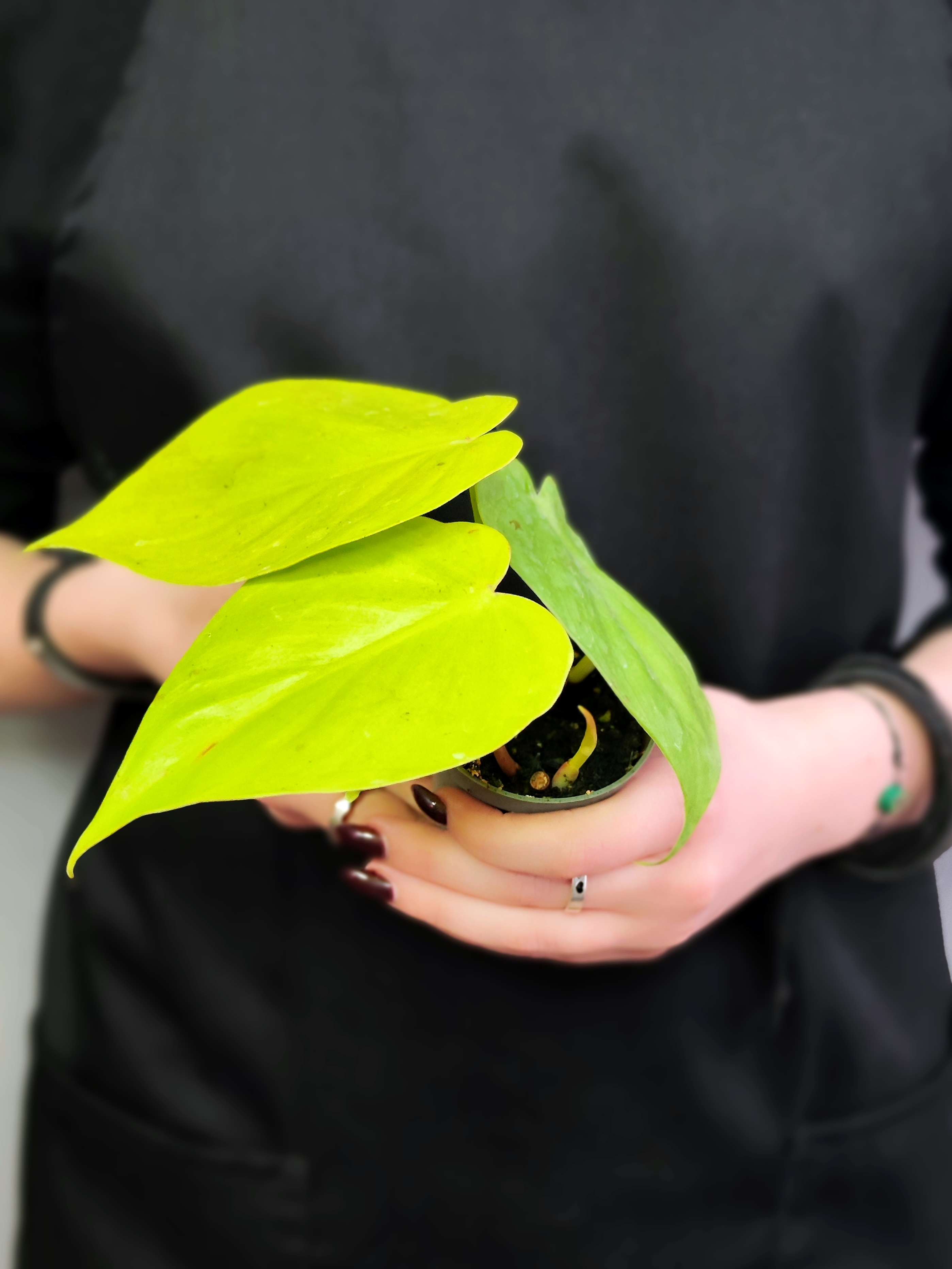 Филодендрон Неон Лайм (Philodendron Neon Lime) D6см